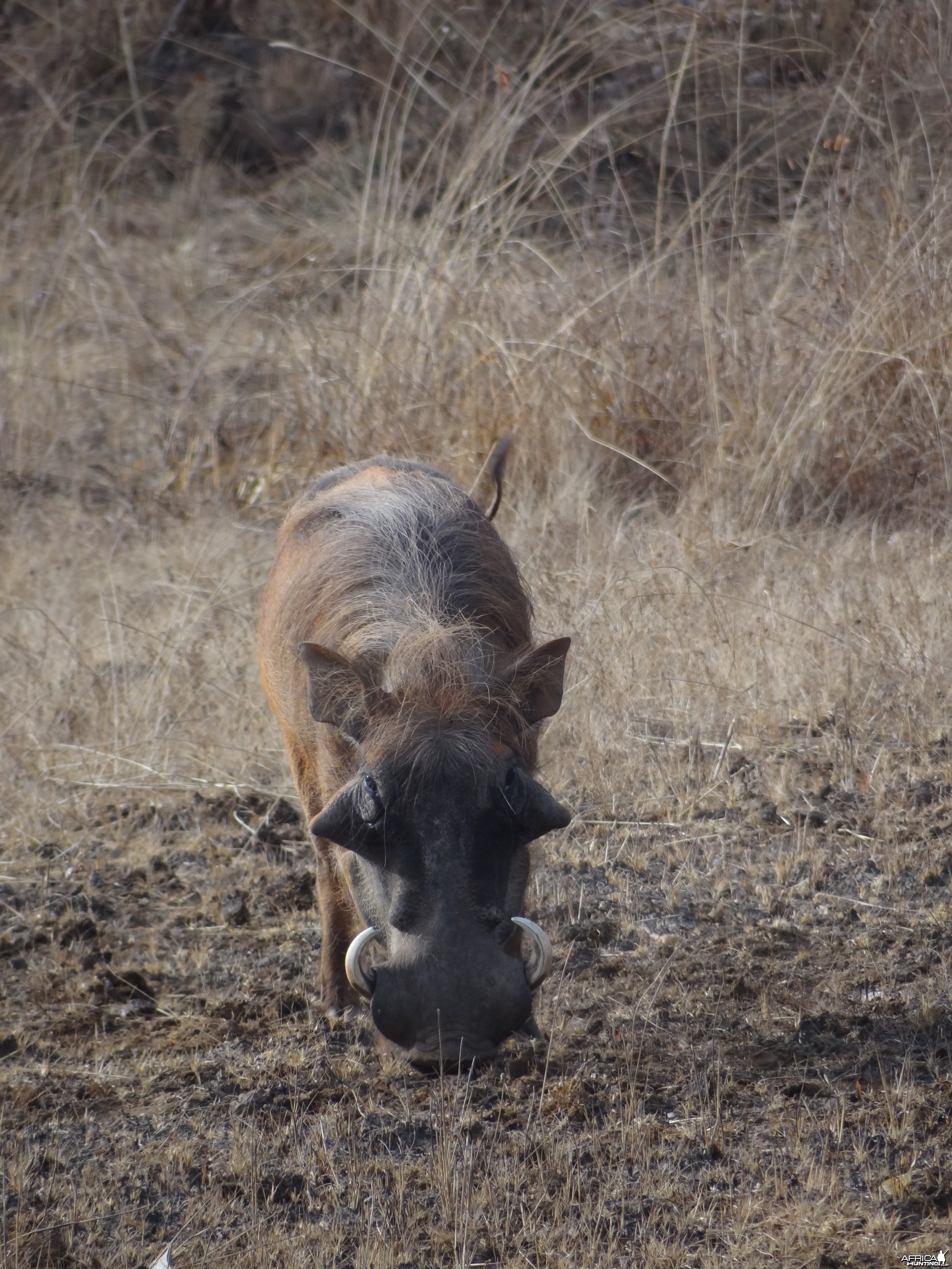 Warthog