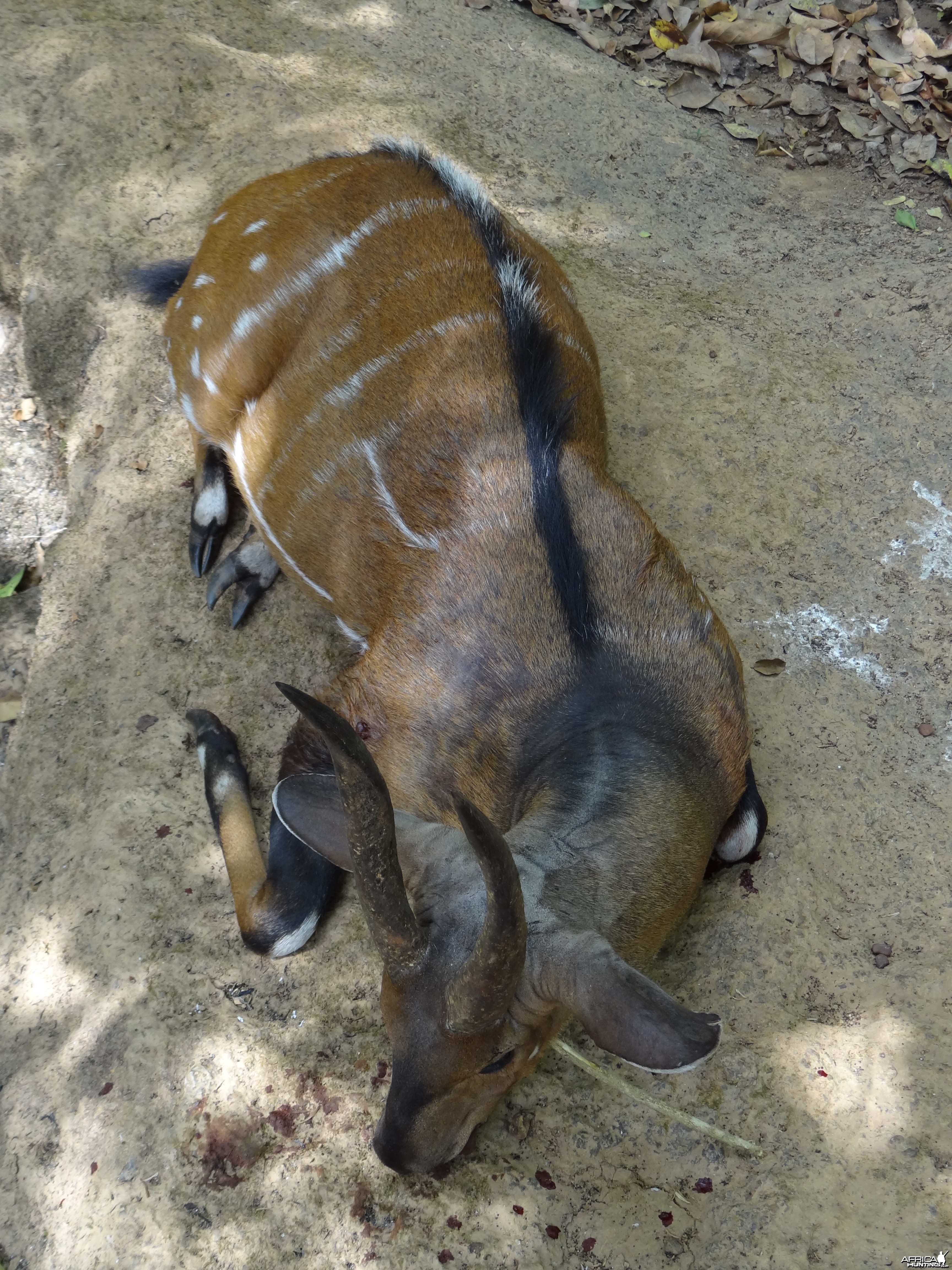 Harnessed Bushbuck