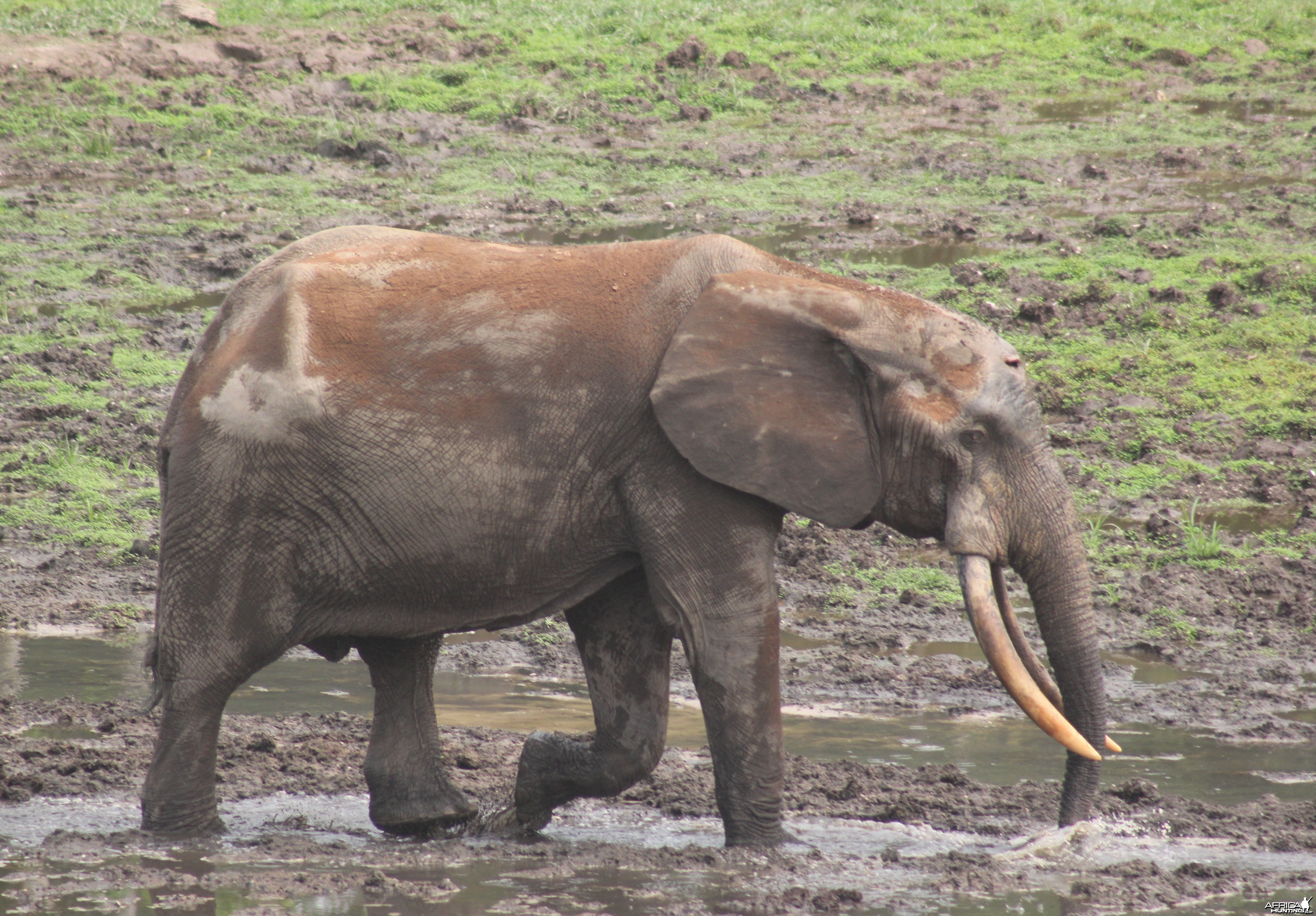 Forest Elephant