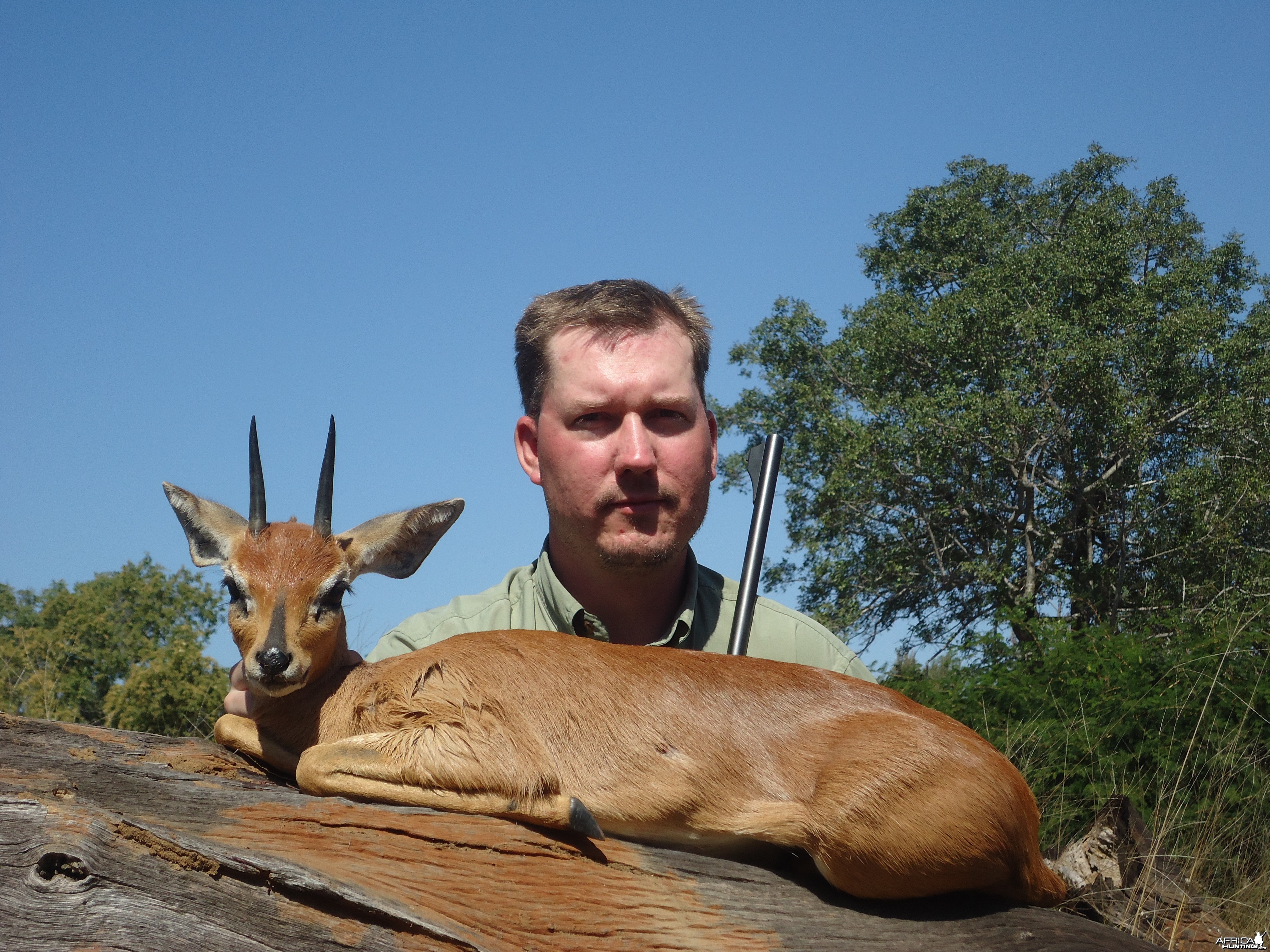 Steenbok