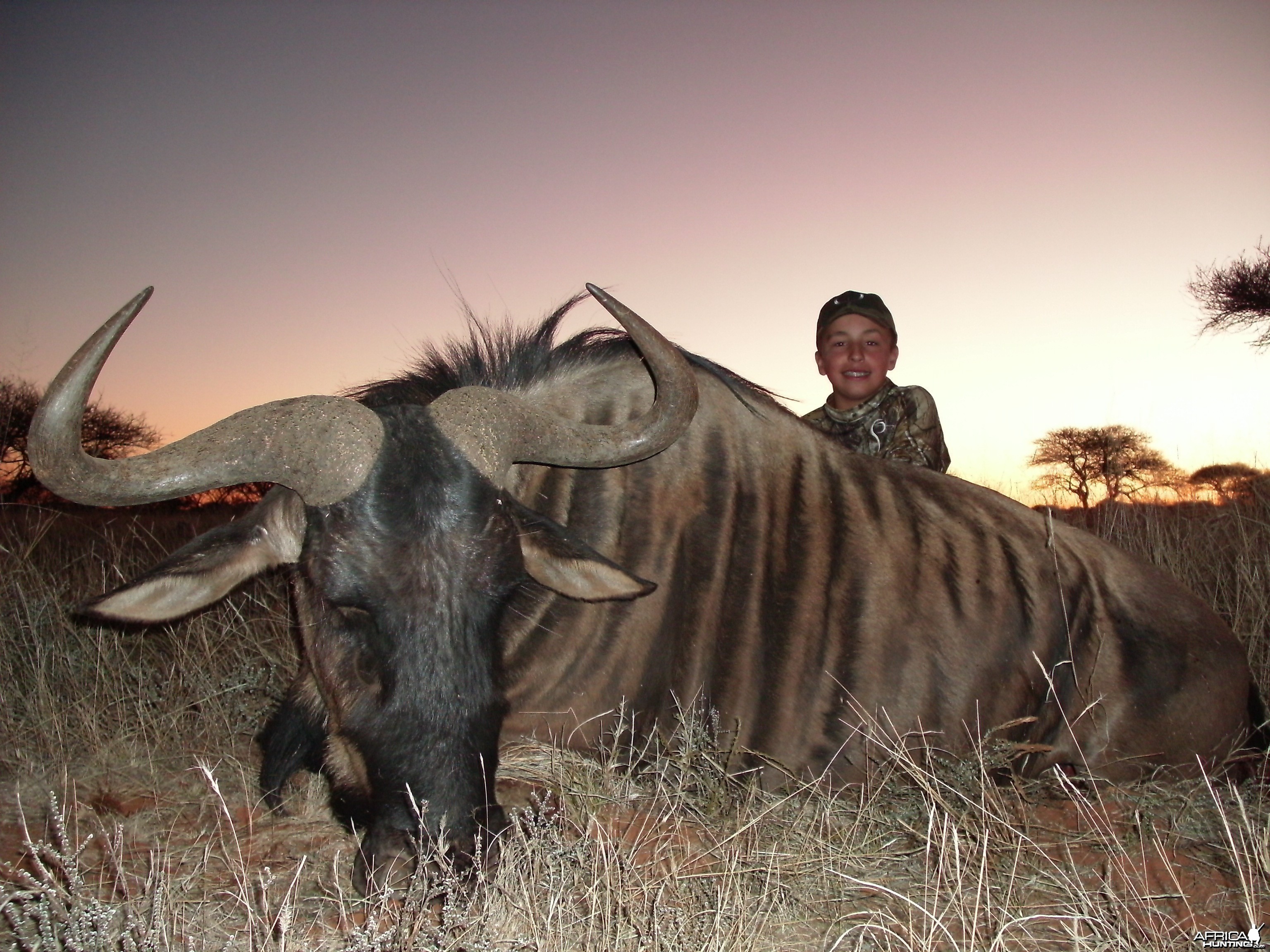 Blue Wildebeest