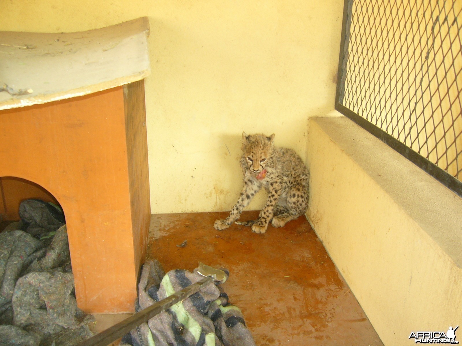 Rescued Baby Cheetah