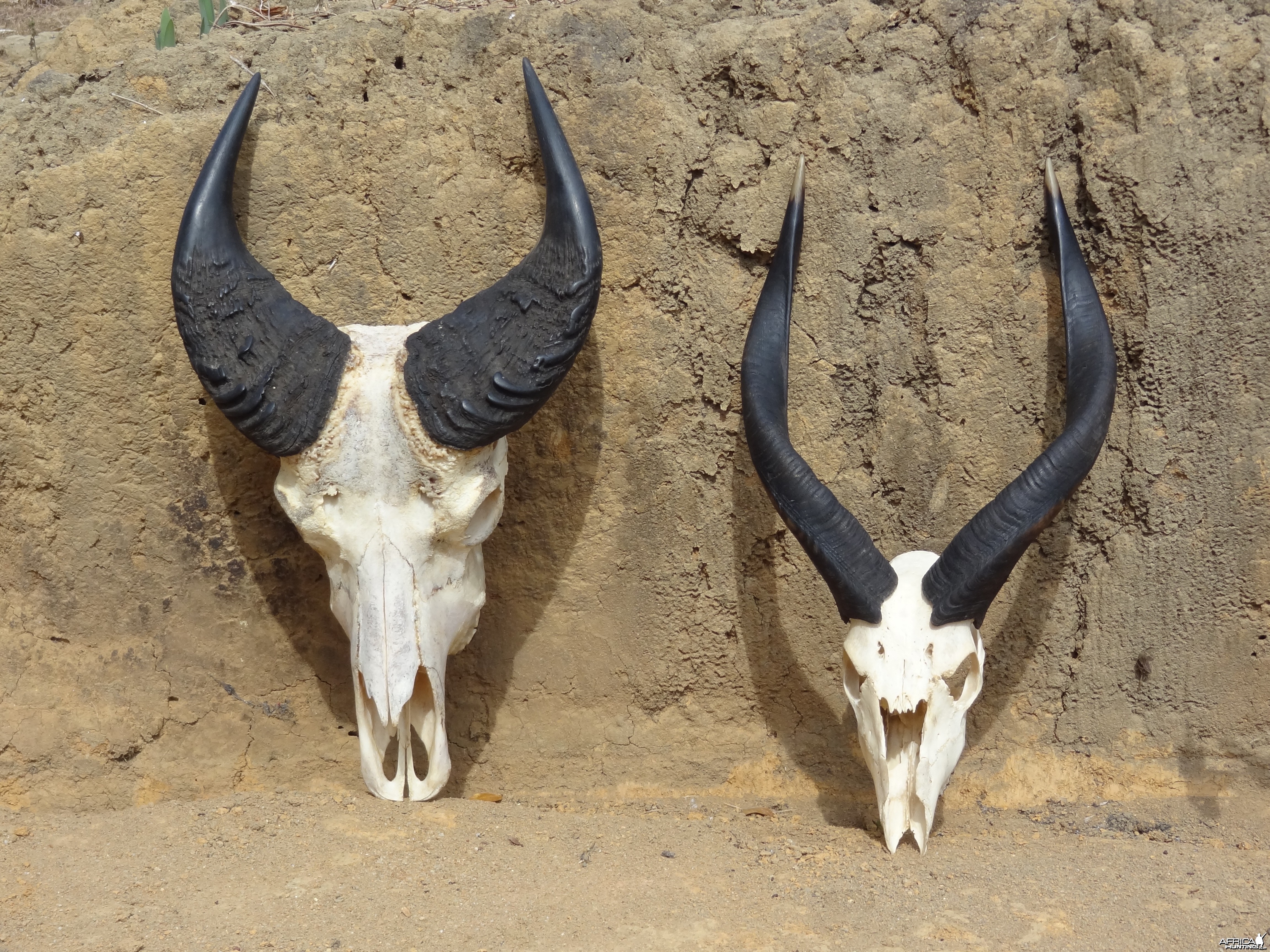 Buffalo and Sitatunga