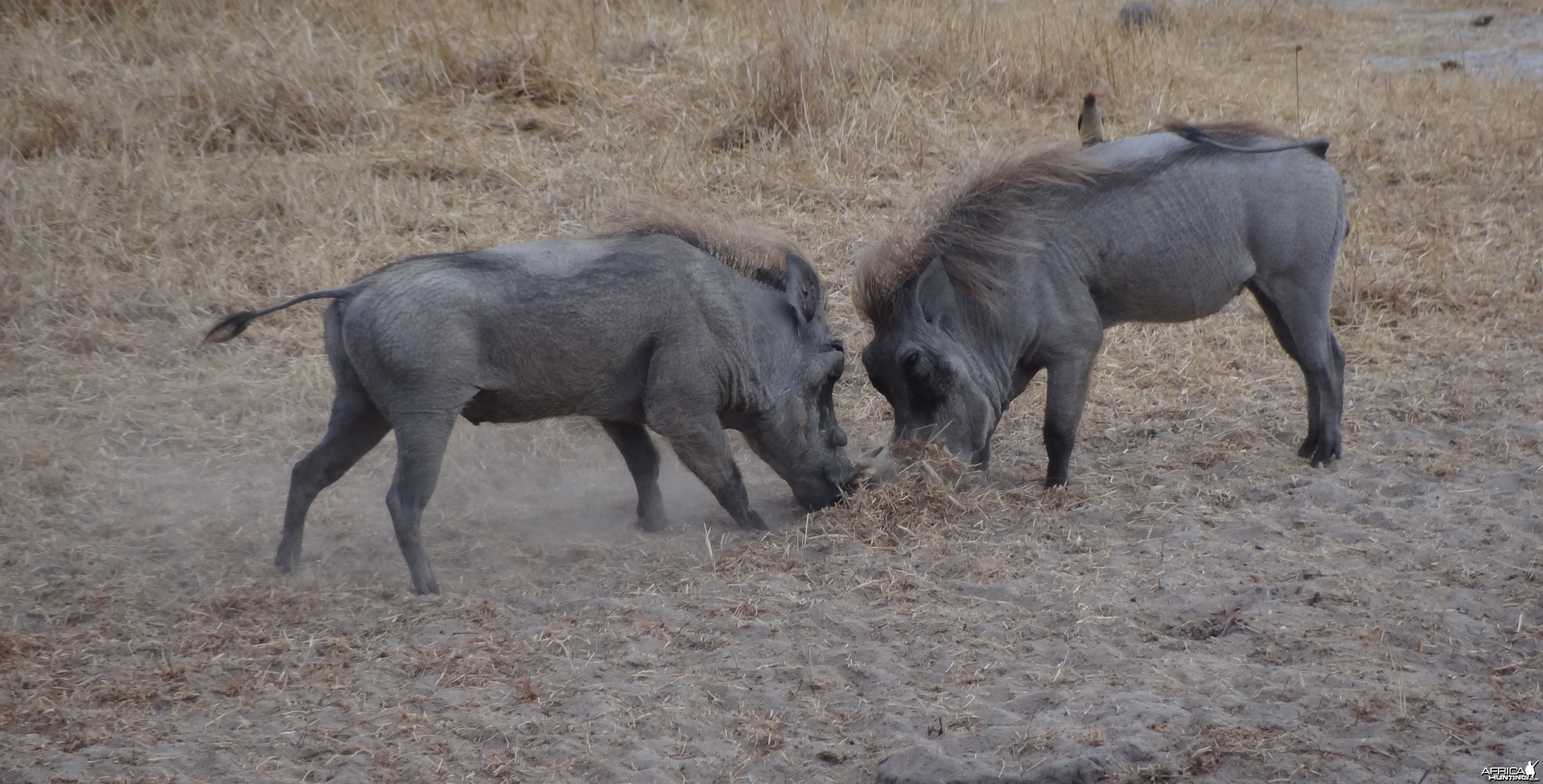 Warthog fight Tanzania