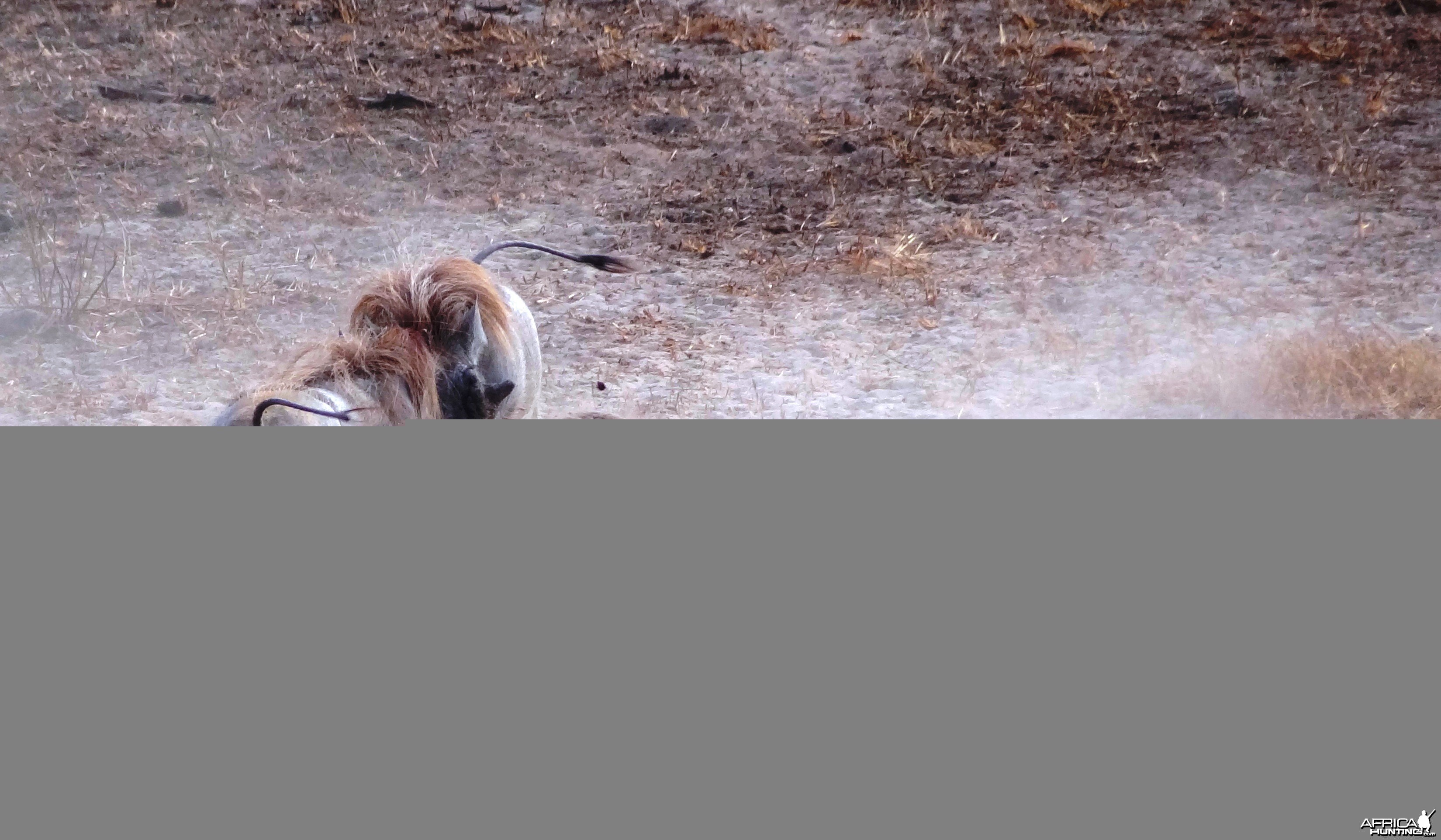 Warthog fight Tanzania