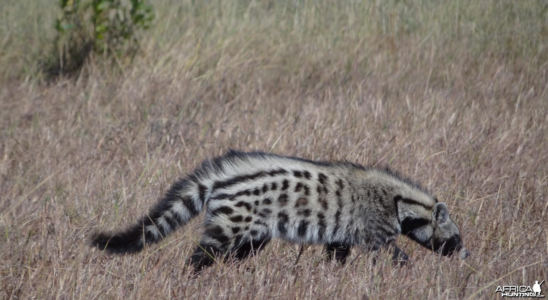 Civet Selous Tanzania