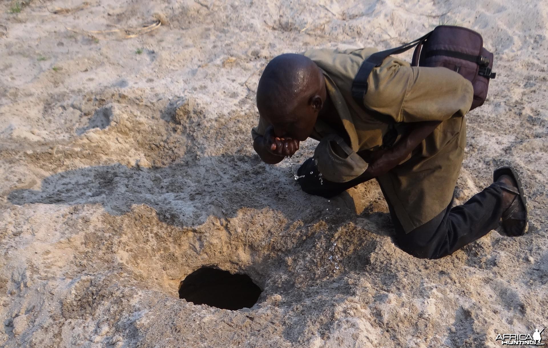 Drinking out of Elephant water hole Tanzania