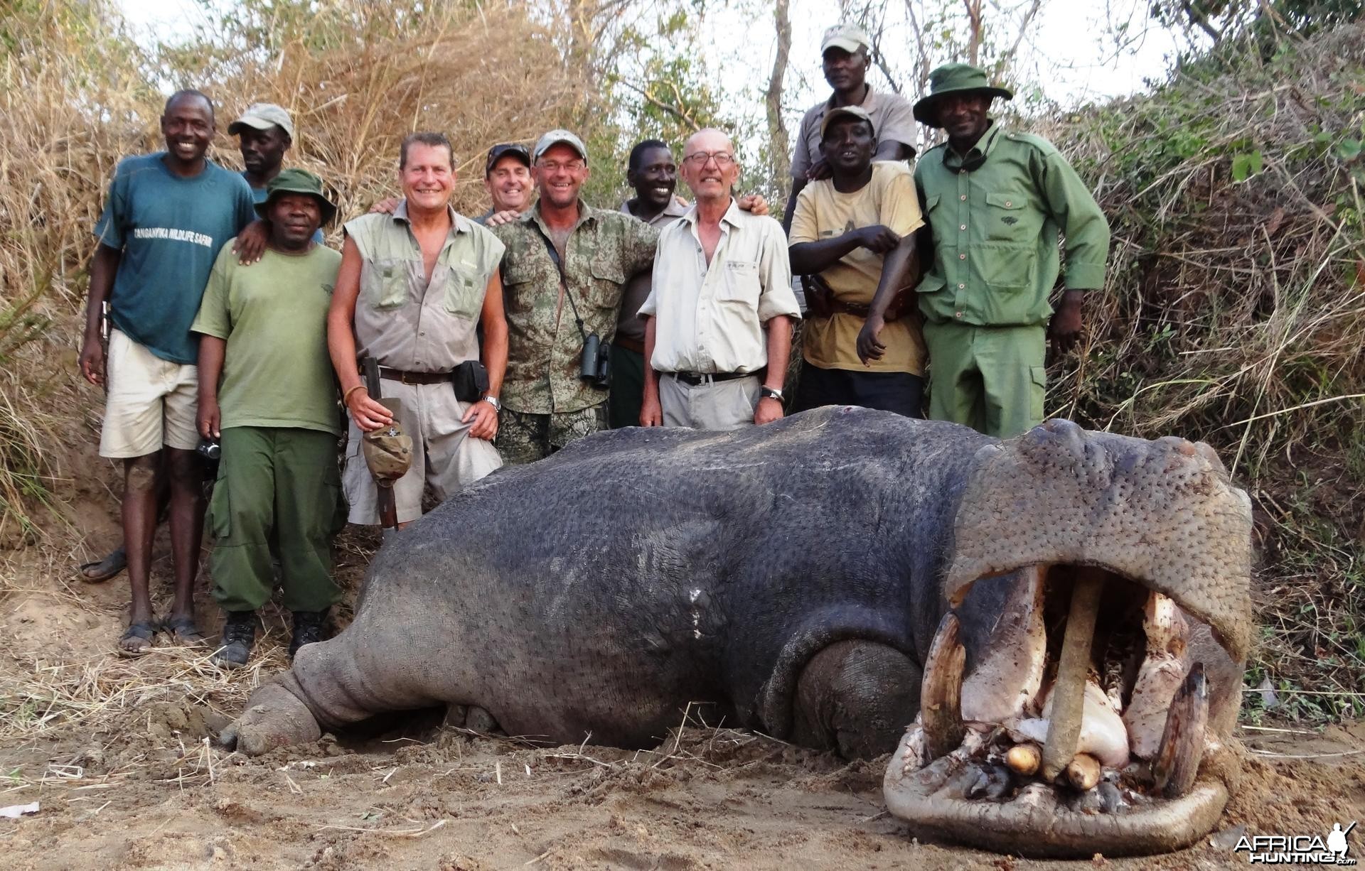 Hippo Tanzania