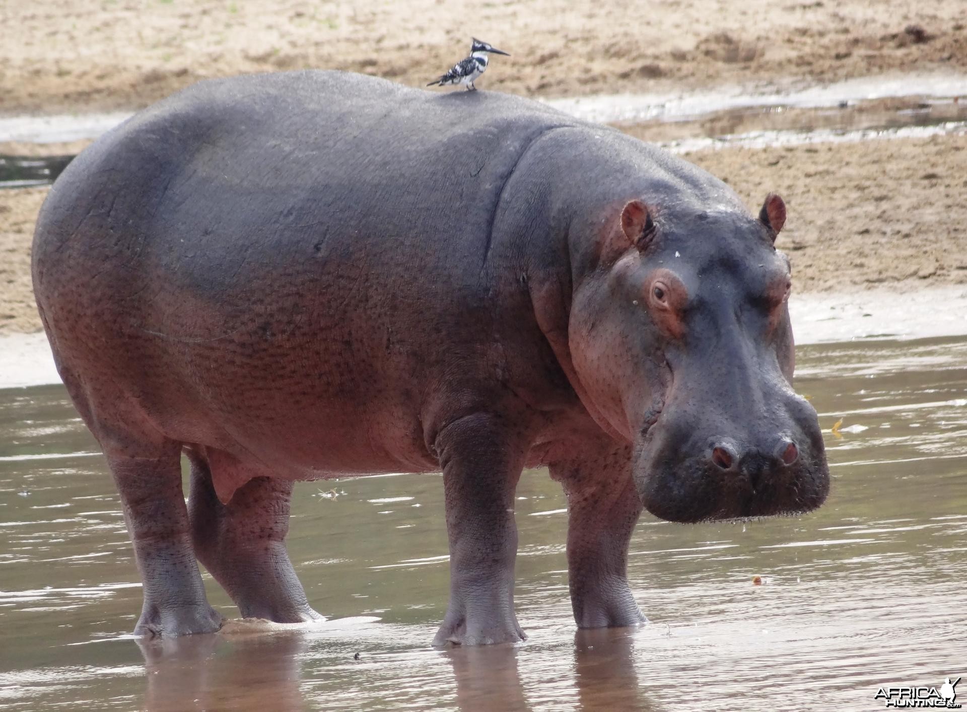 Hippo Tanzania