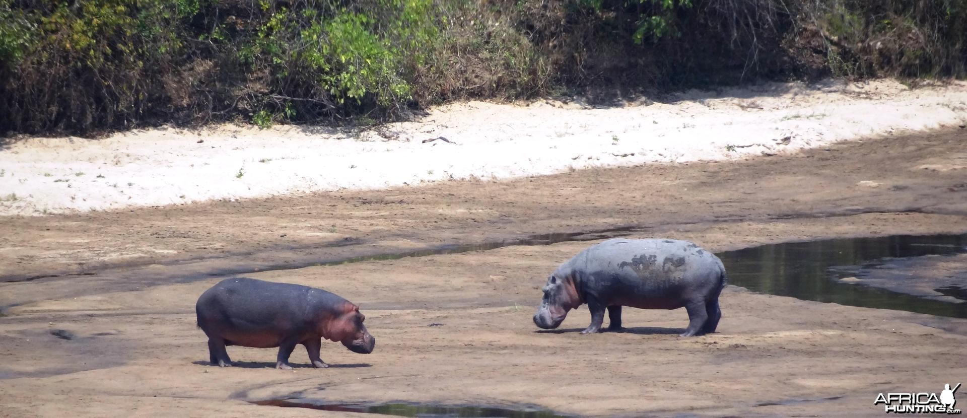 Hippo Tanzania