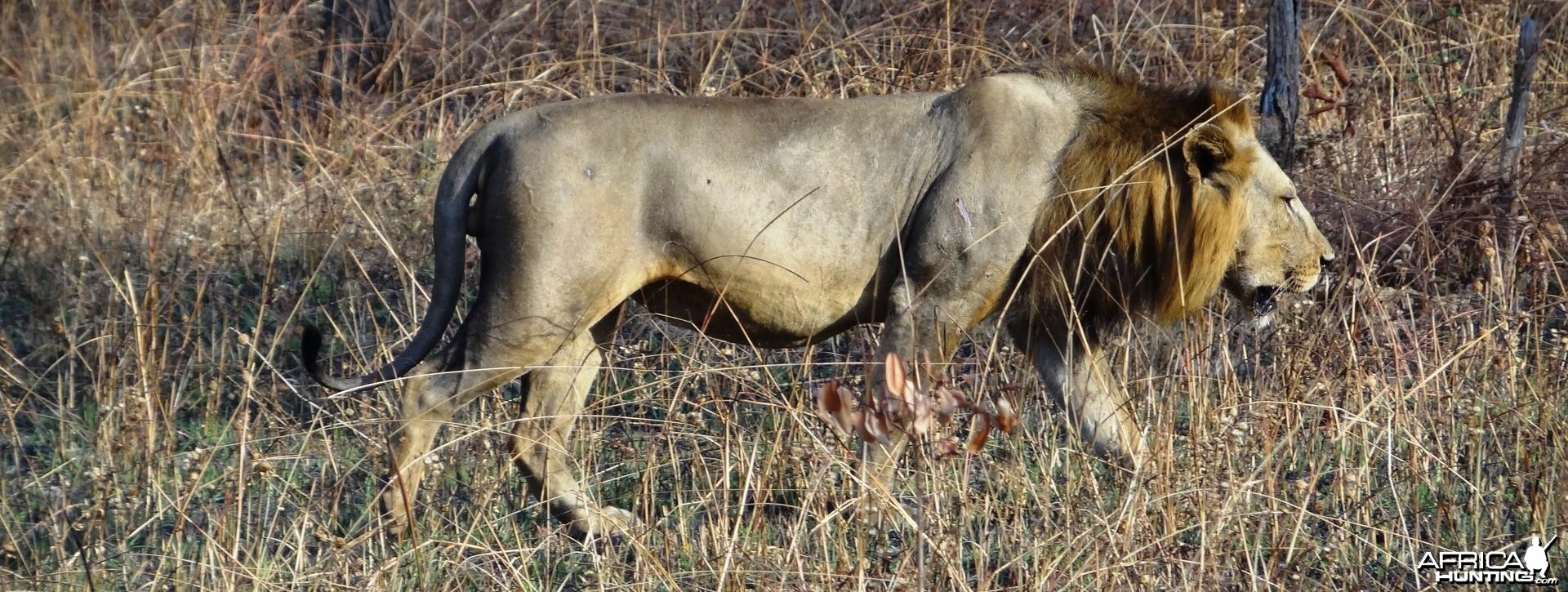 Lion Tanzania