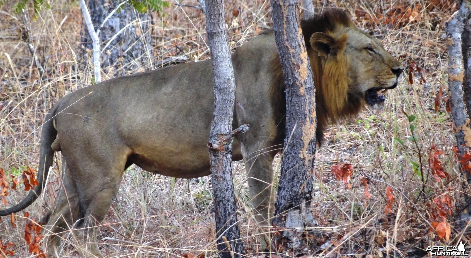 Lion Tanzania