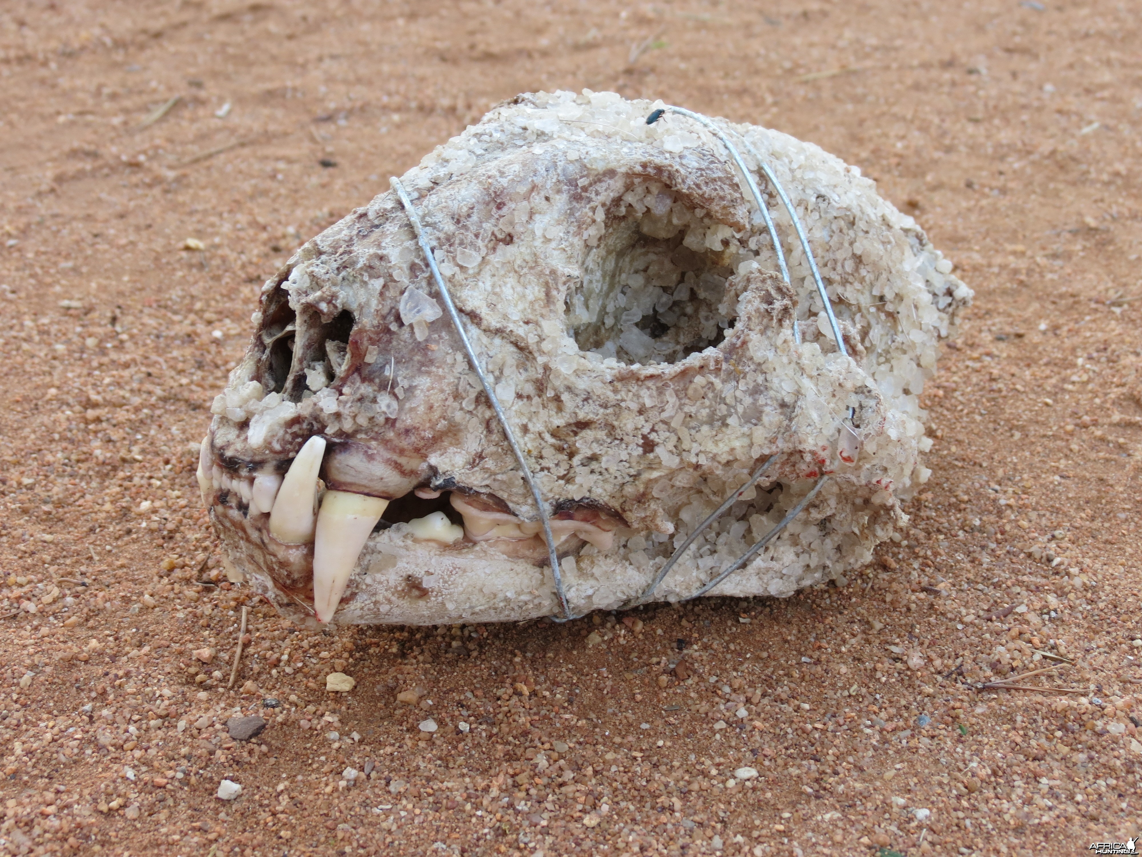 Leopard Skull