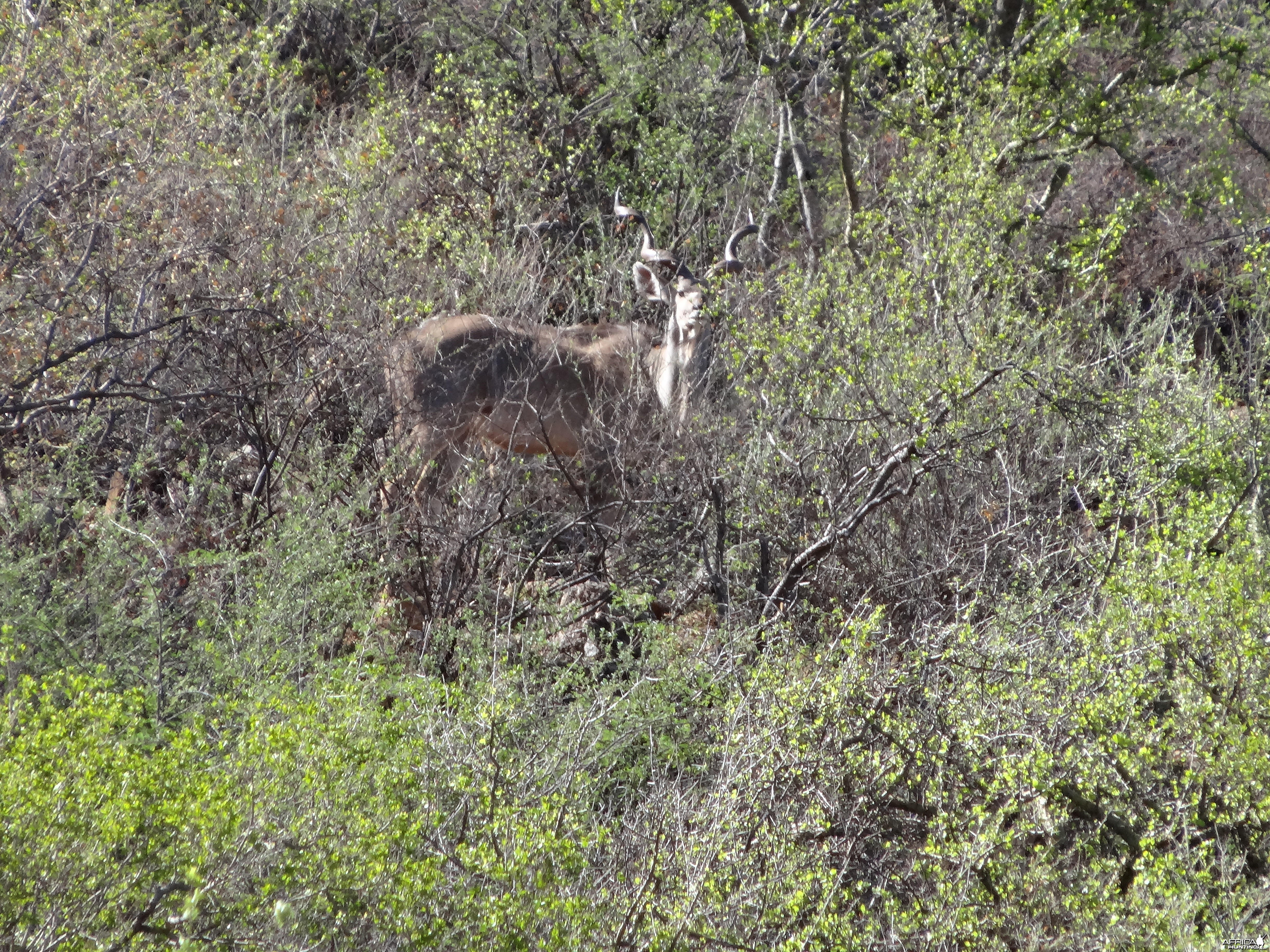 Greater Kudu Namibia