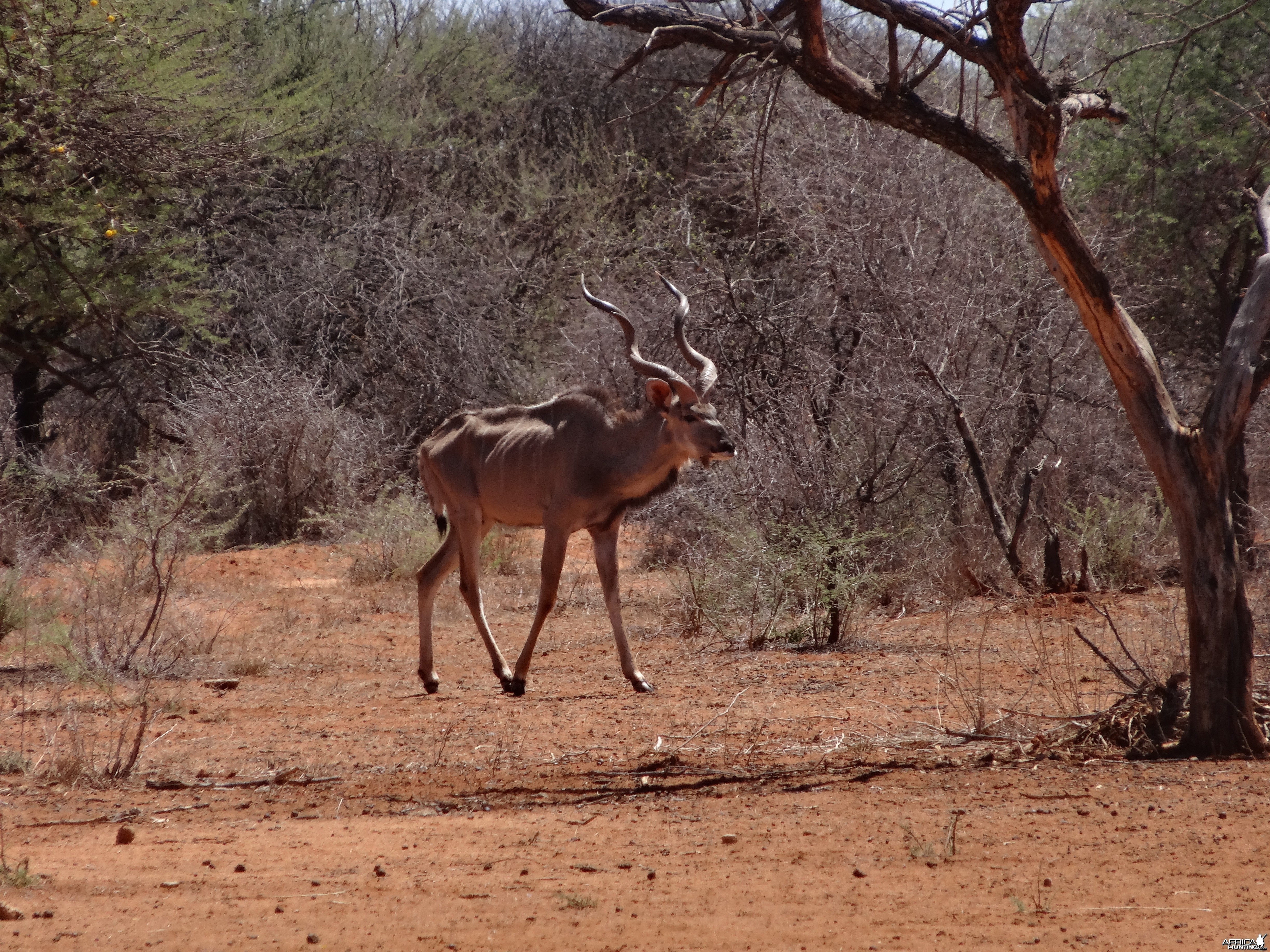 Greater Kudu Namibia