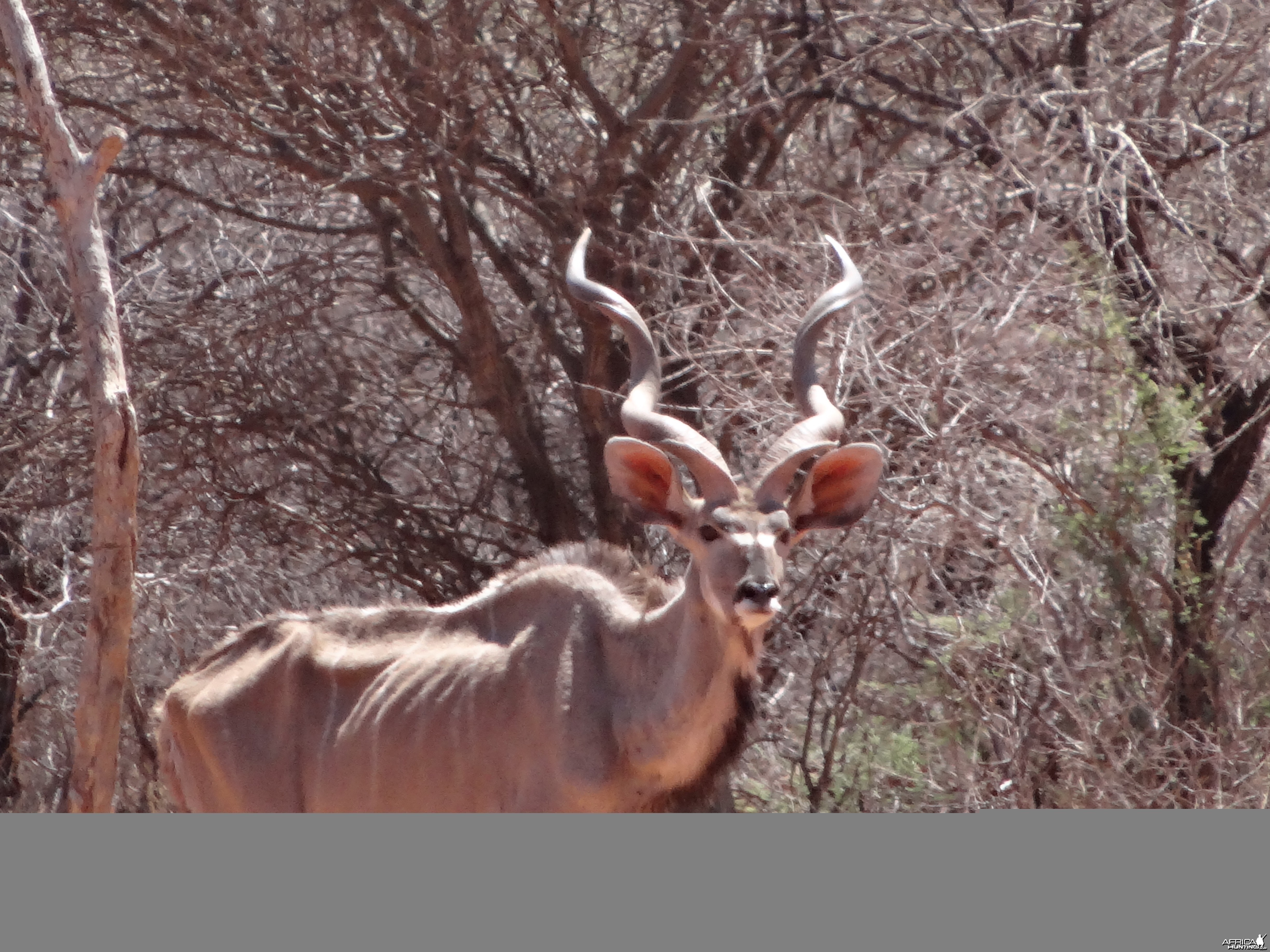 Greater Kudu Namibia