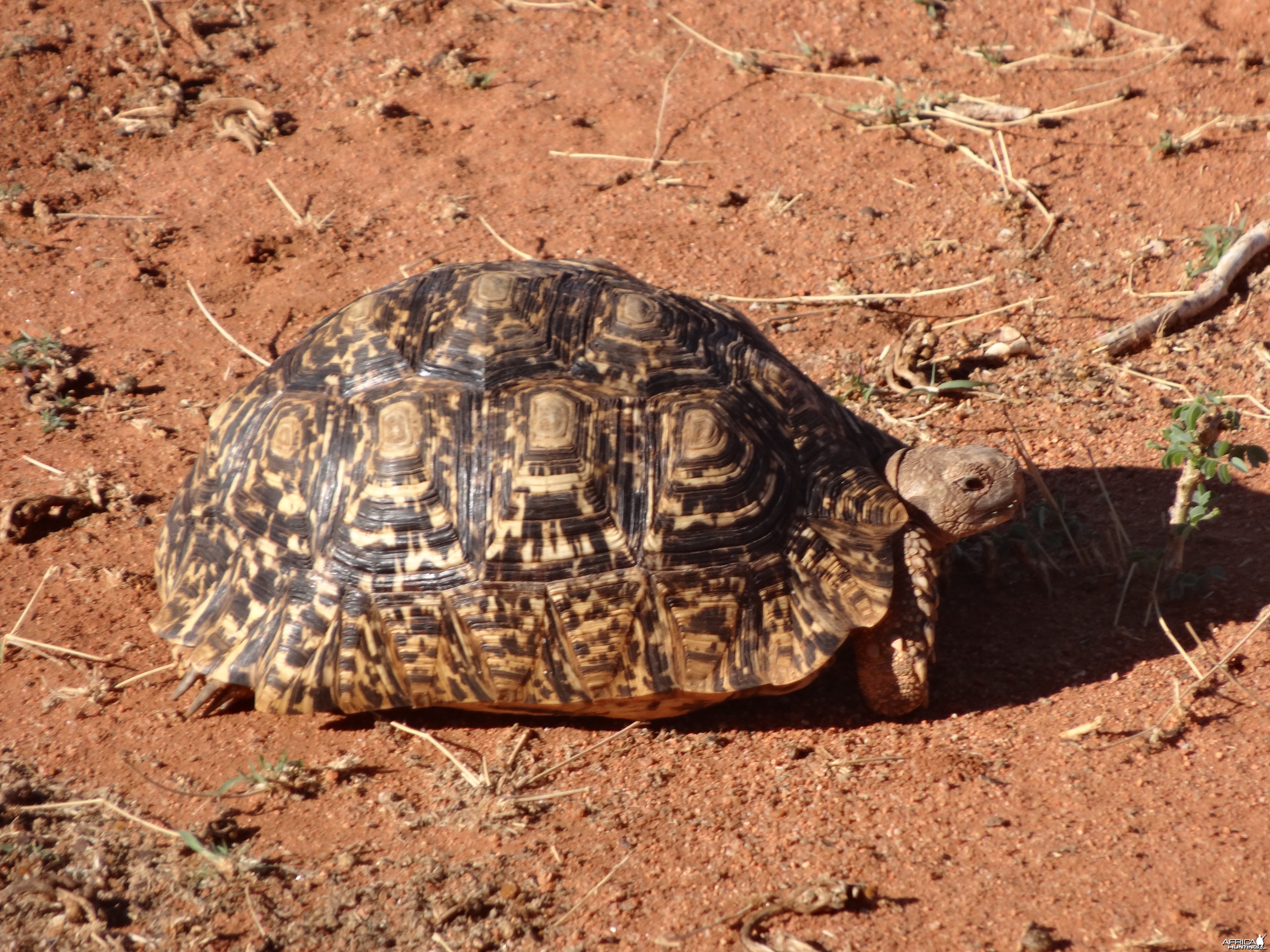 Tortoise Namibia