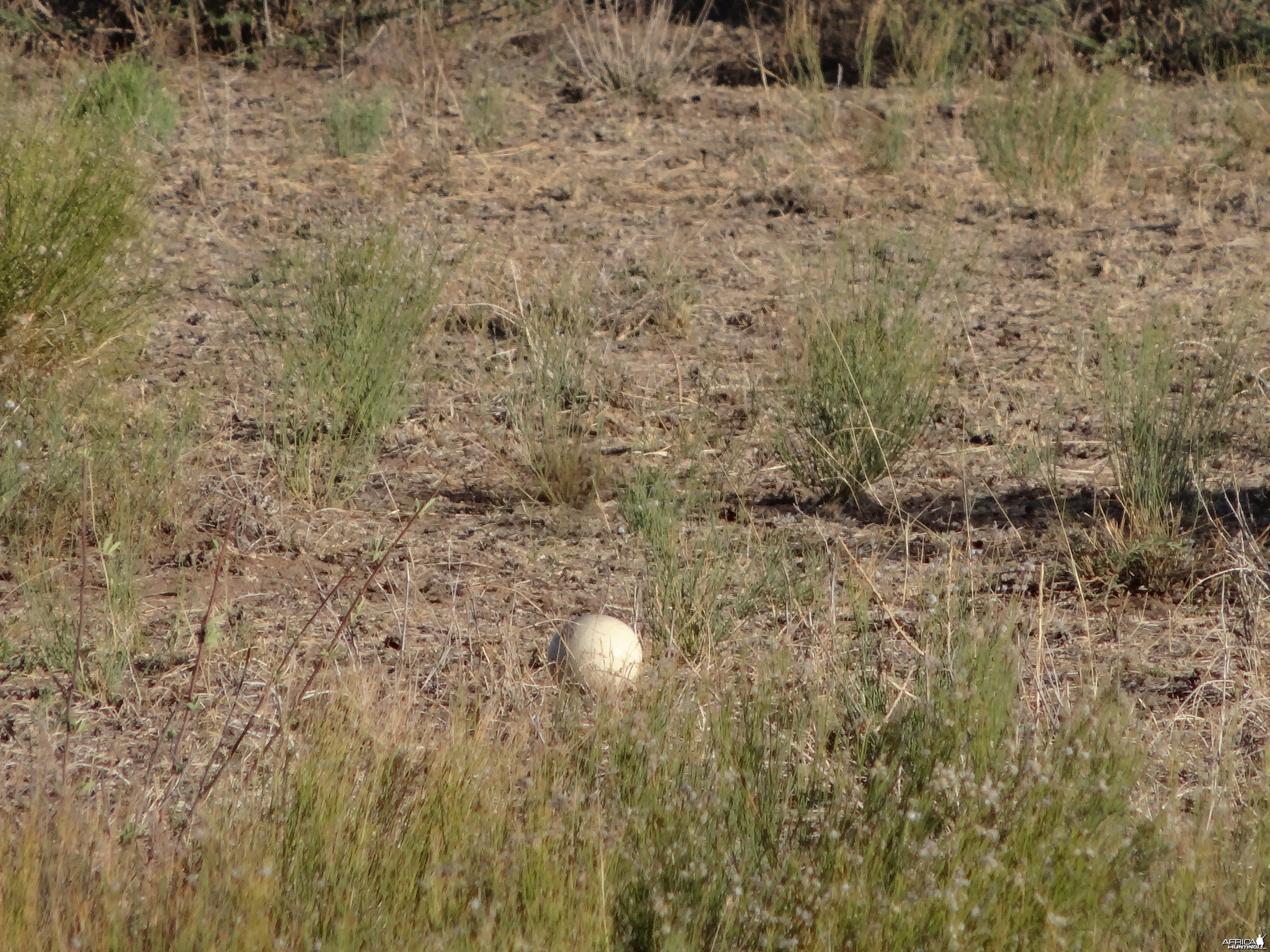 Ostrich egg Namibia