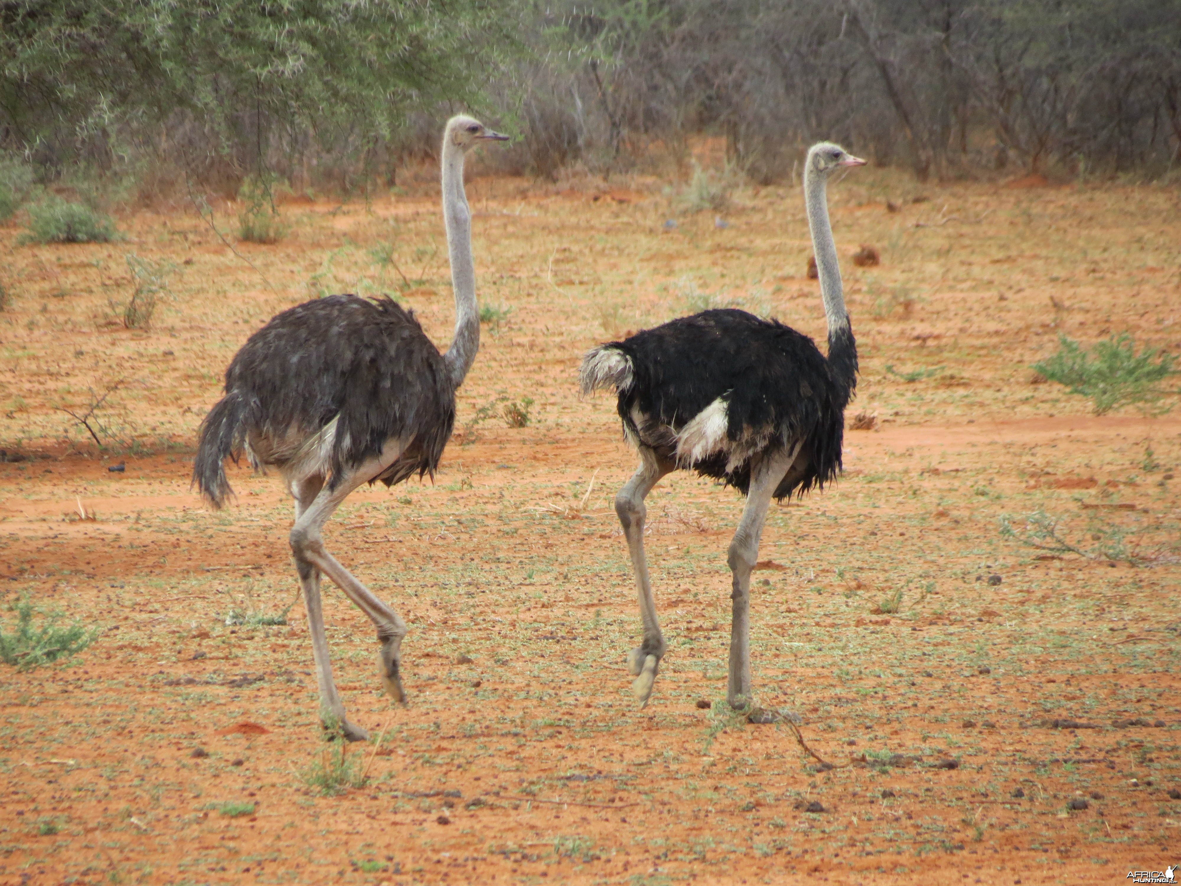 Ostrich Namibia