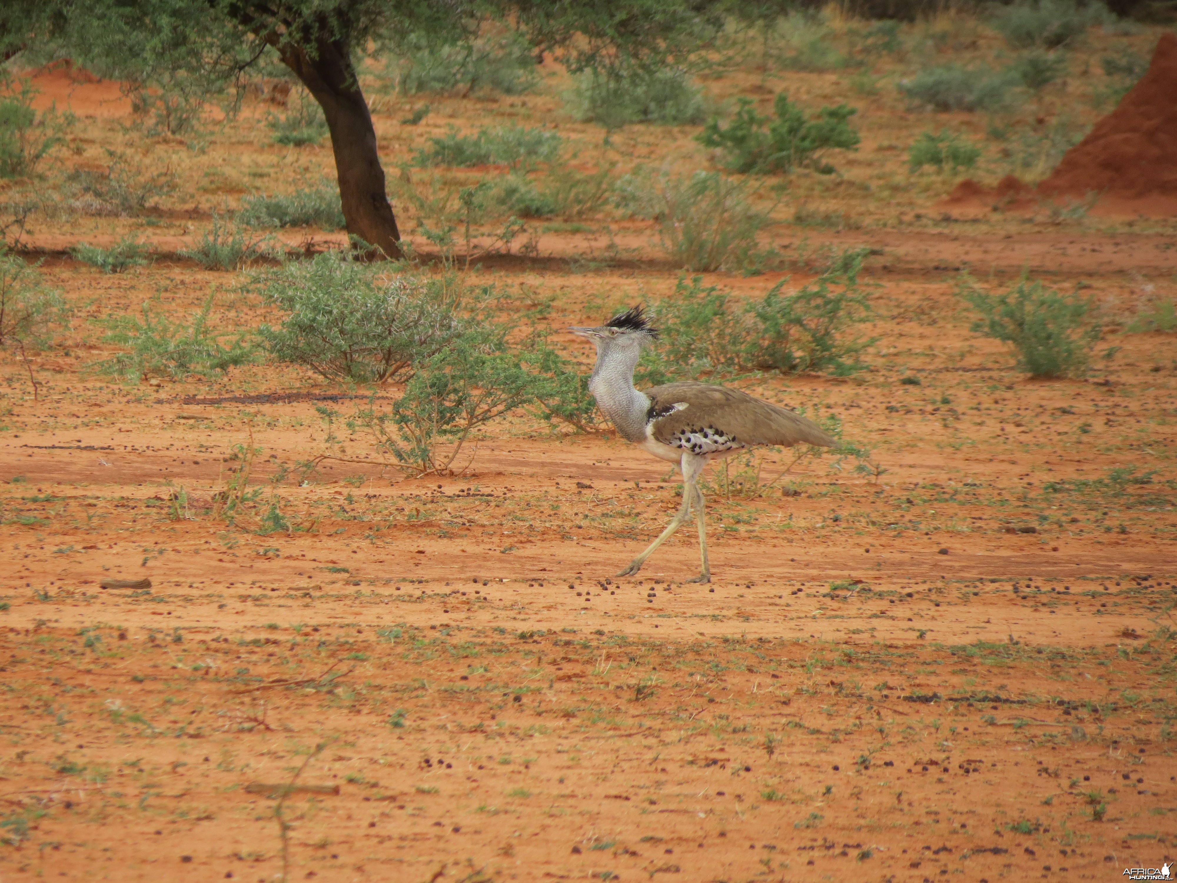 Kori Bustard Namibia