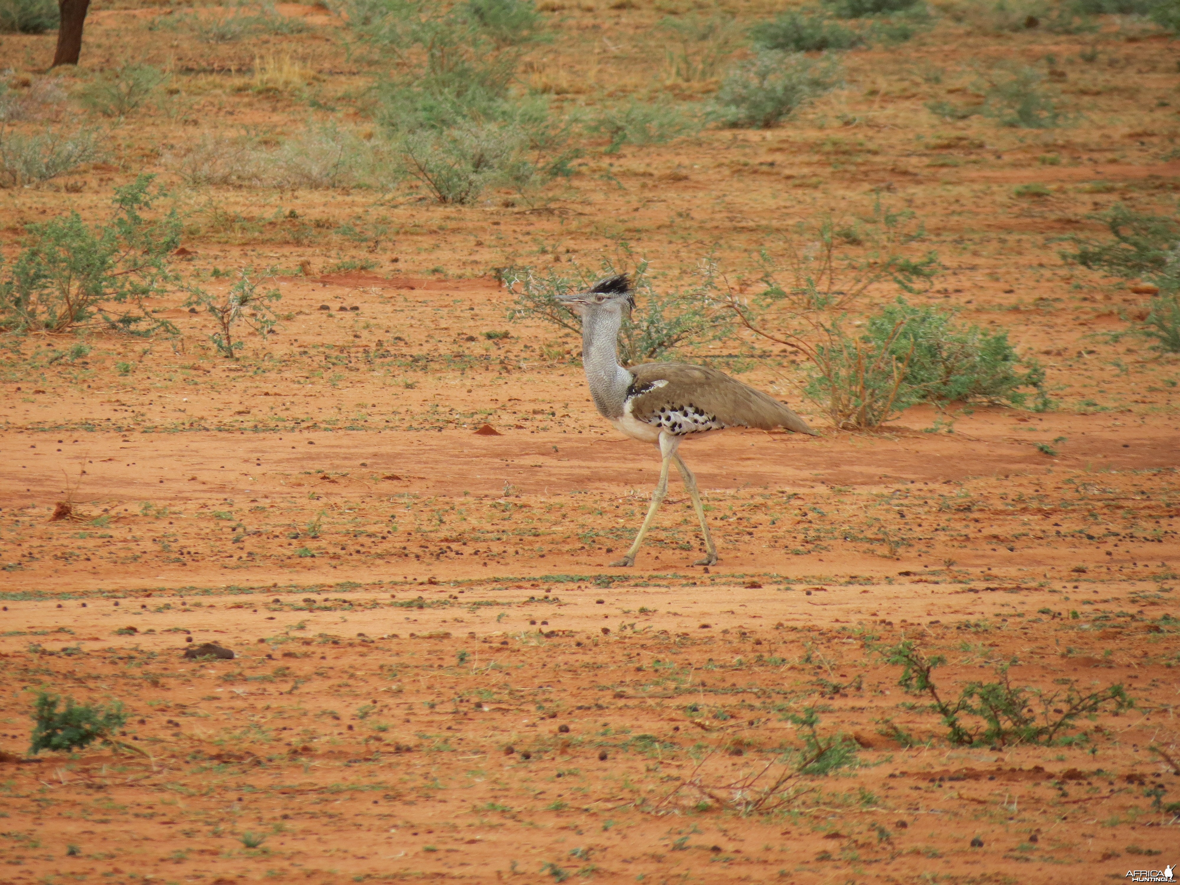 Kori Bustard Namibia