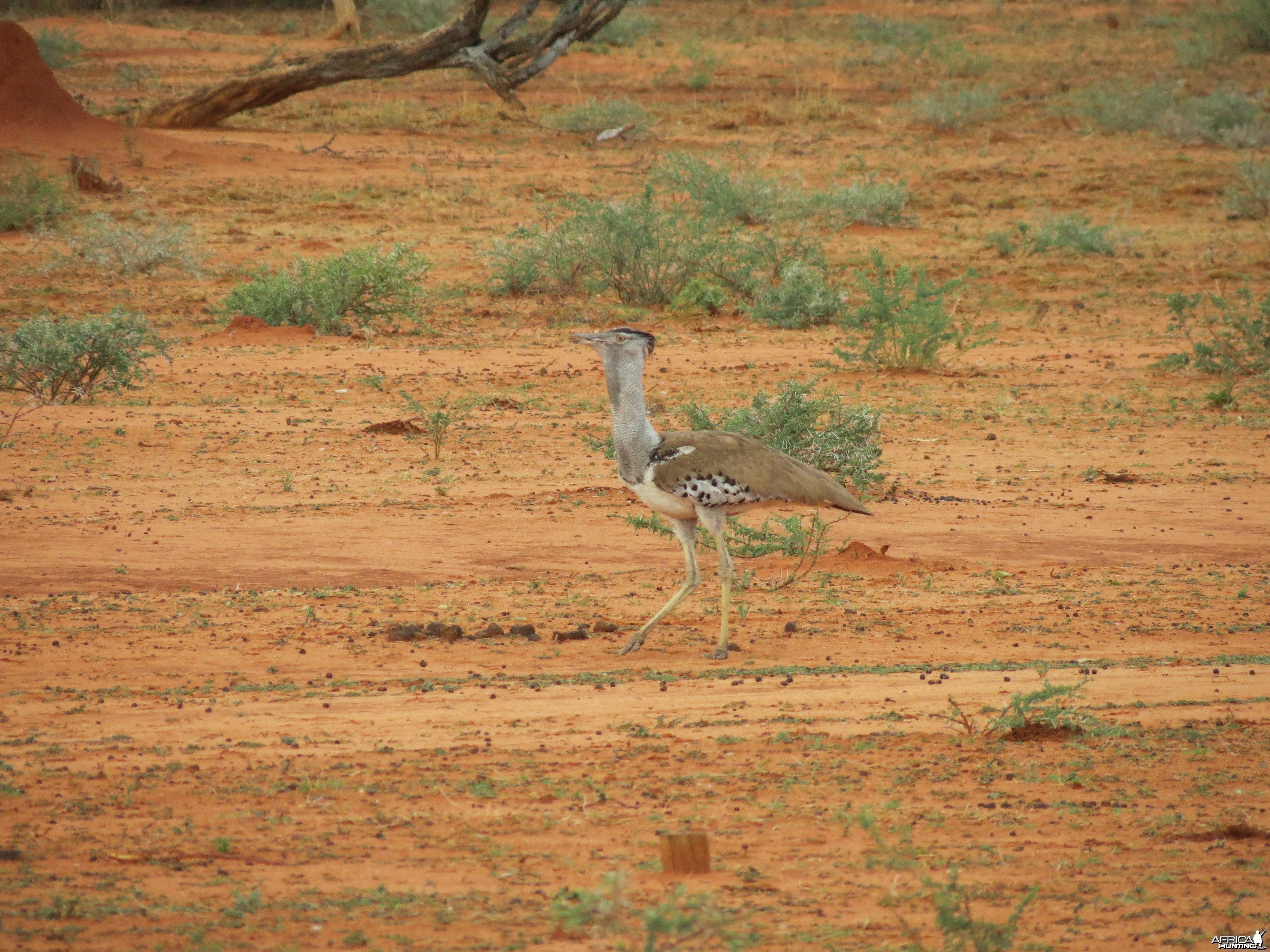 Kori Bustard Namibia