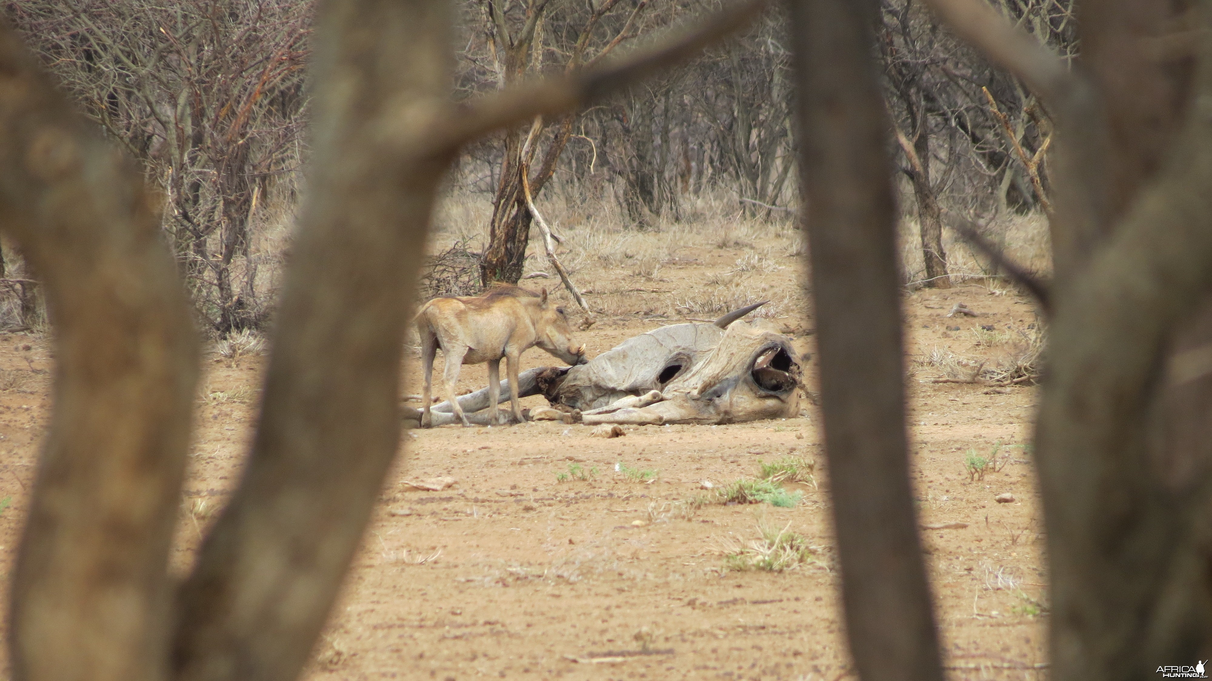 Warthog Namibia