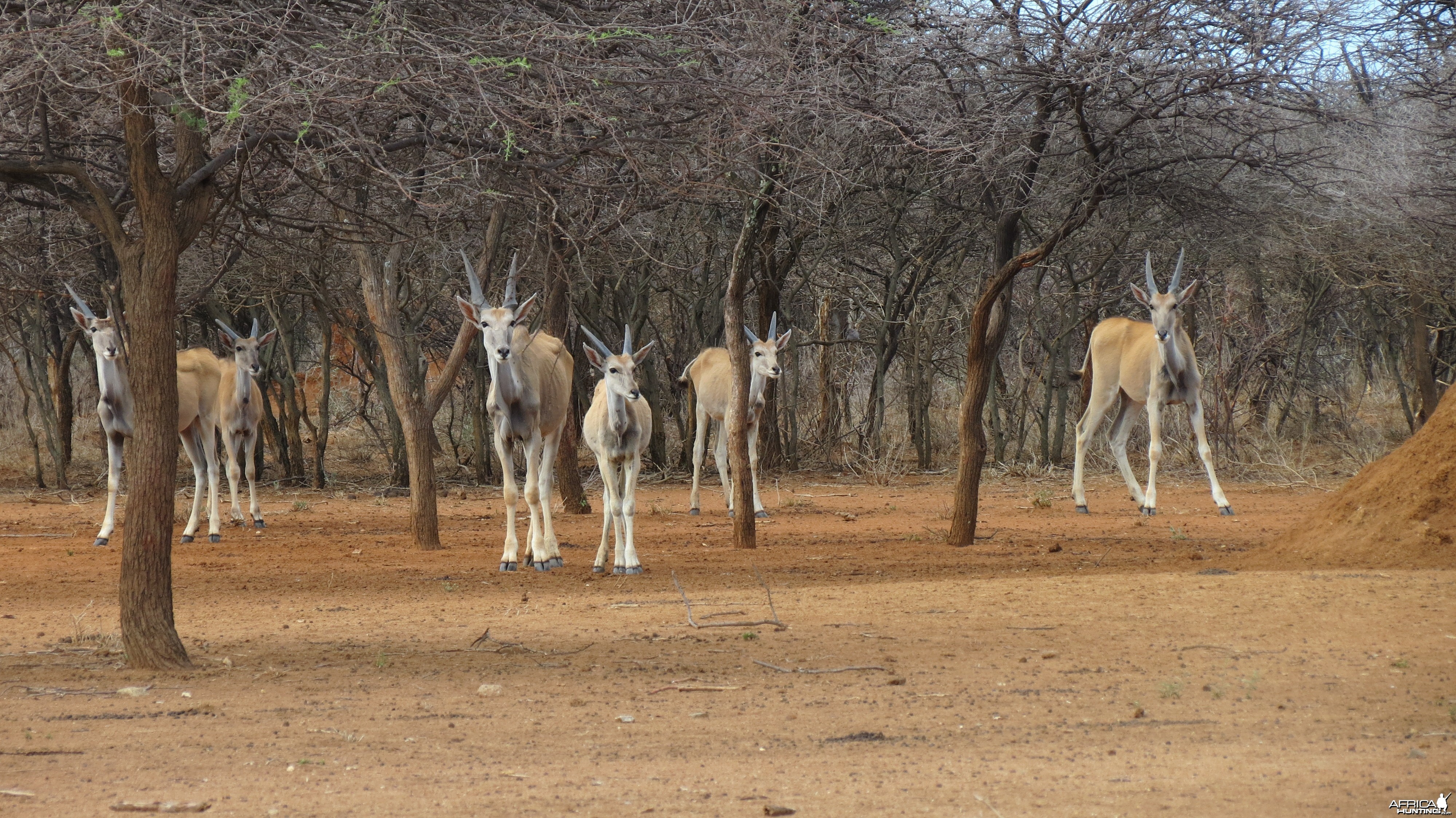 Cape Eland Namibia