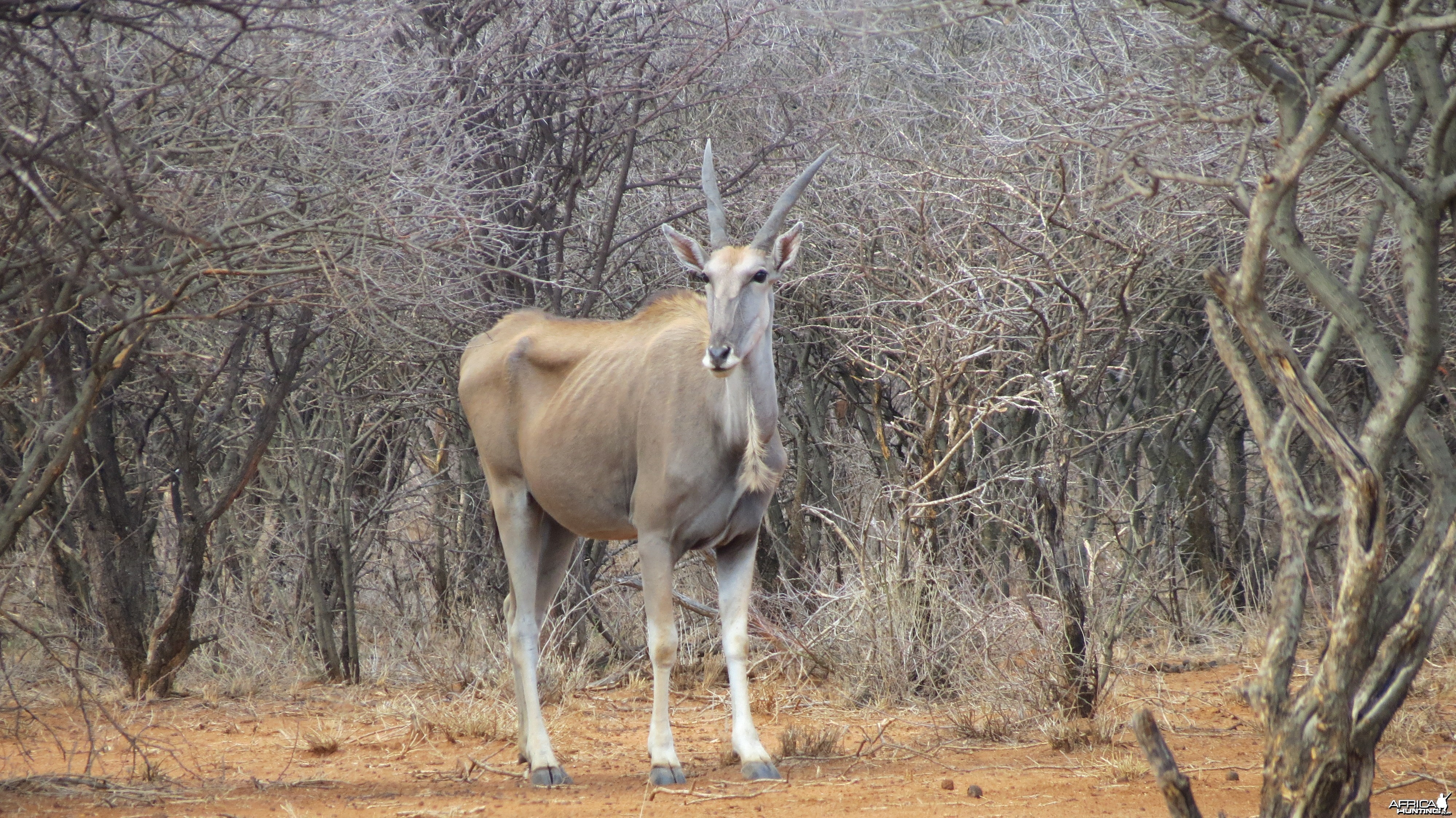 Cape Eland Namibia