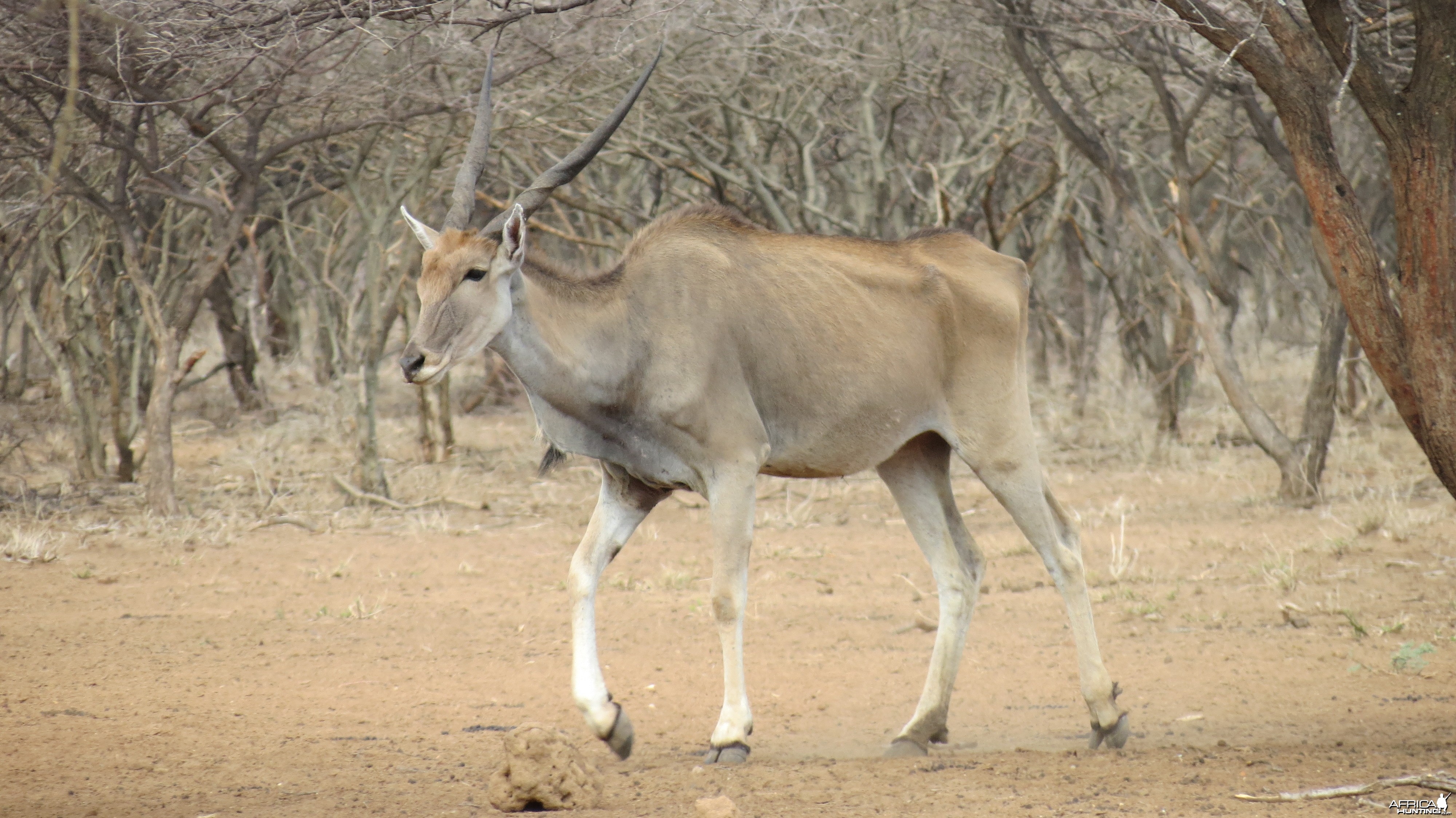 NamCape Eland Namibiabia