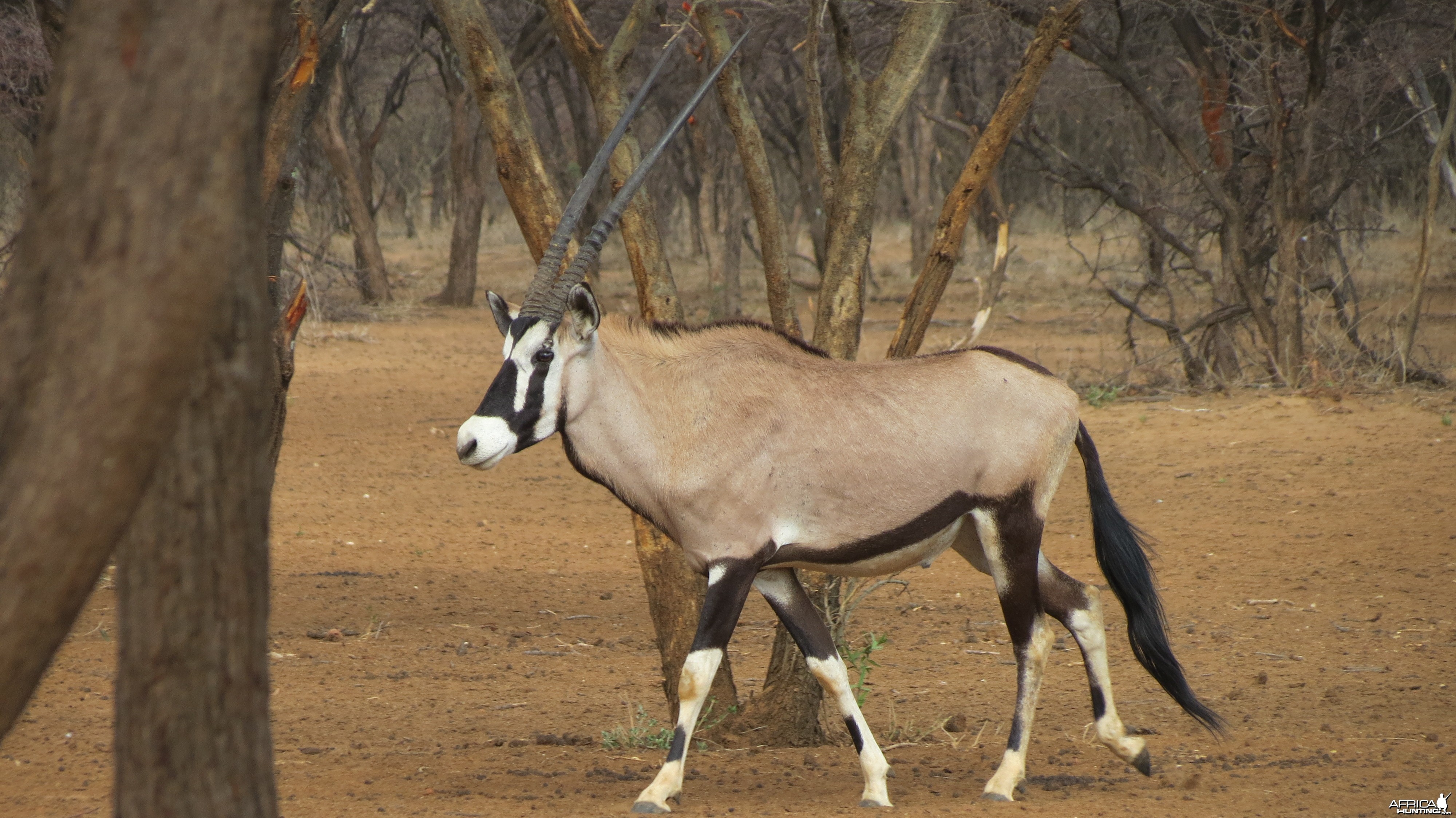 Gemsbok Namibia