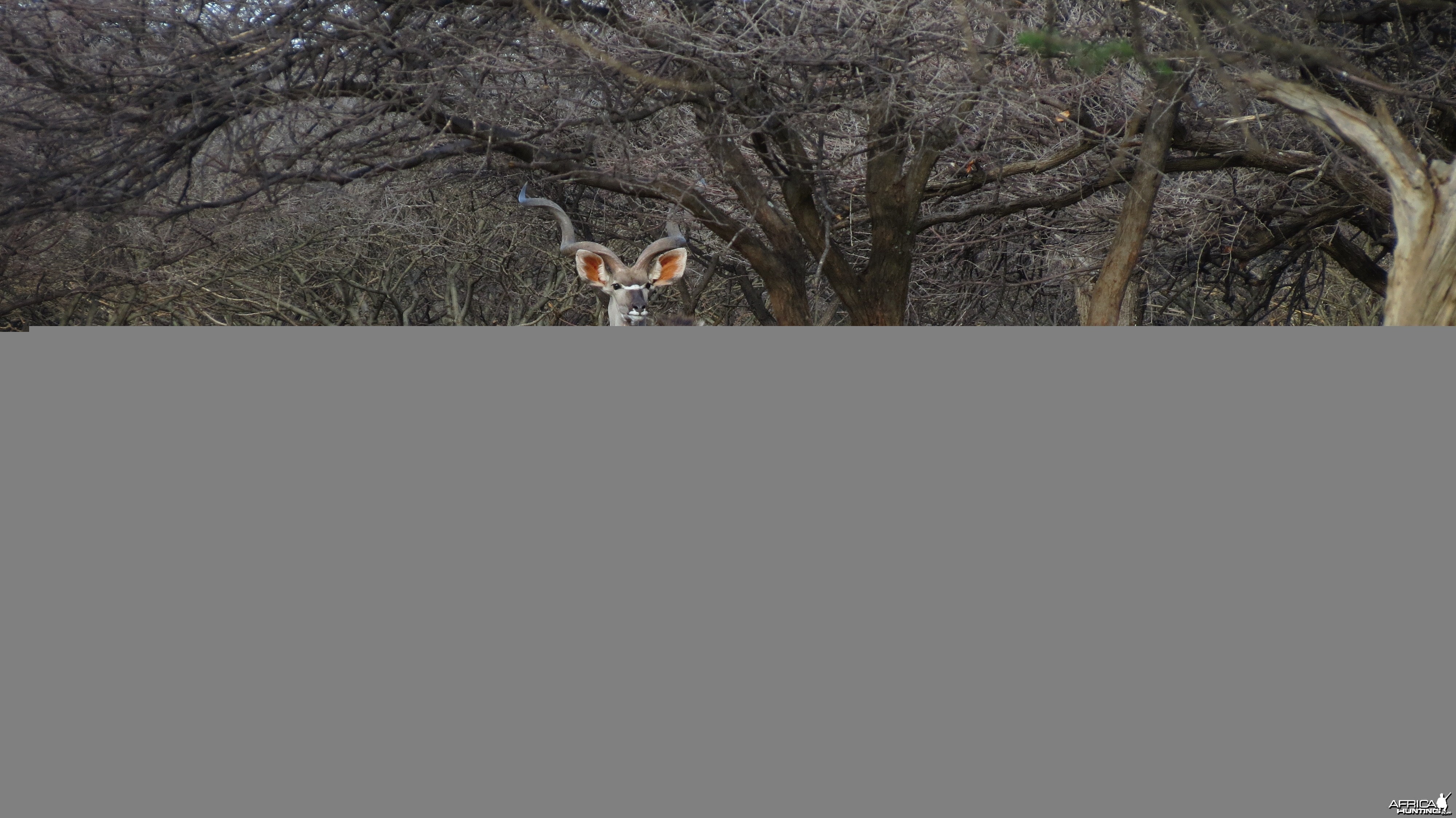 Greater Kudu Namibia