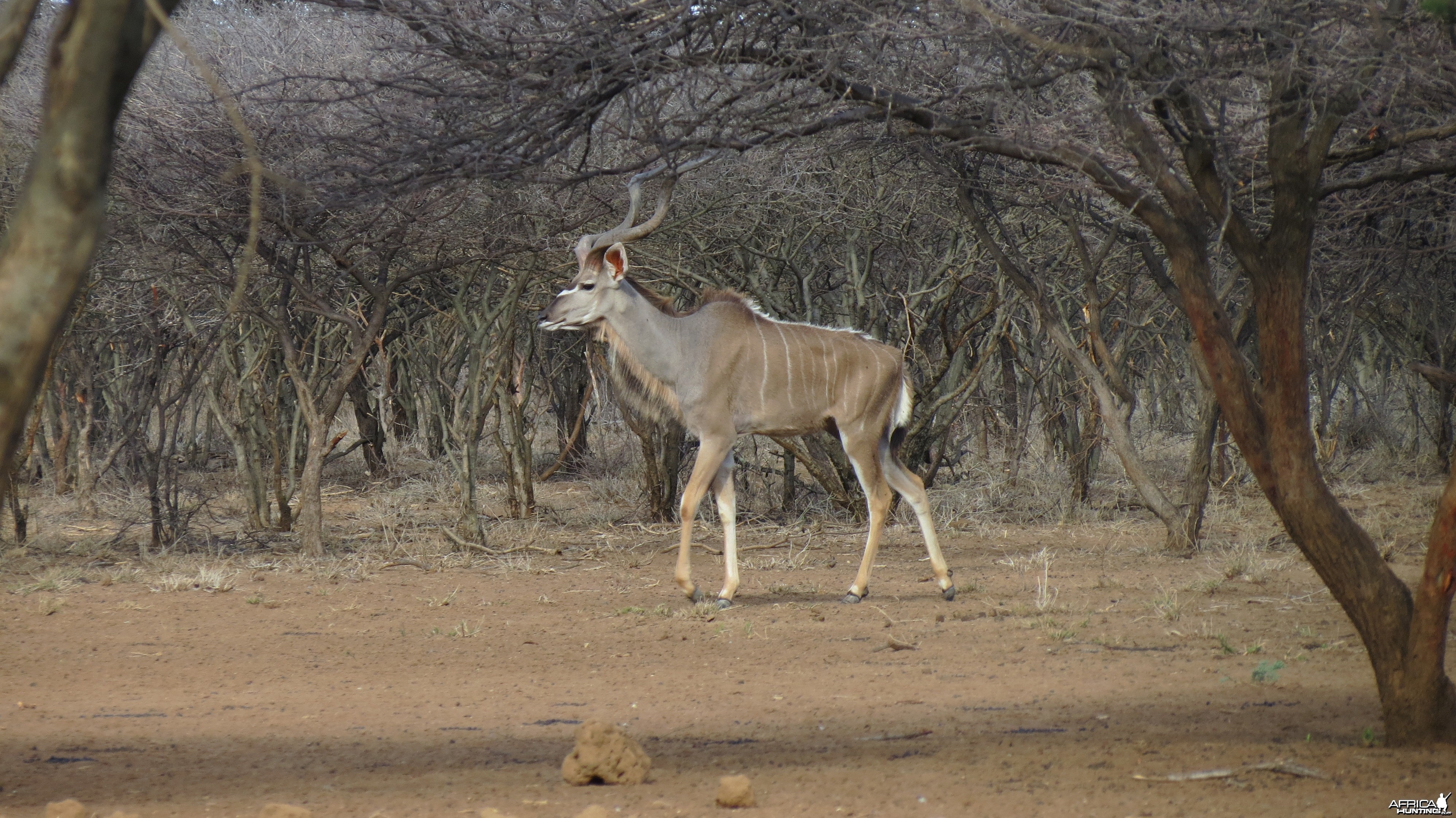 Greater Kudu Namibia