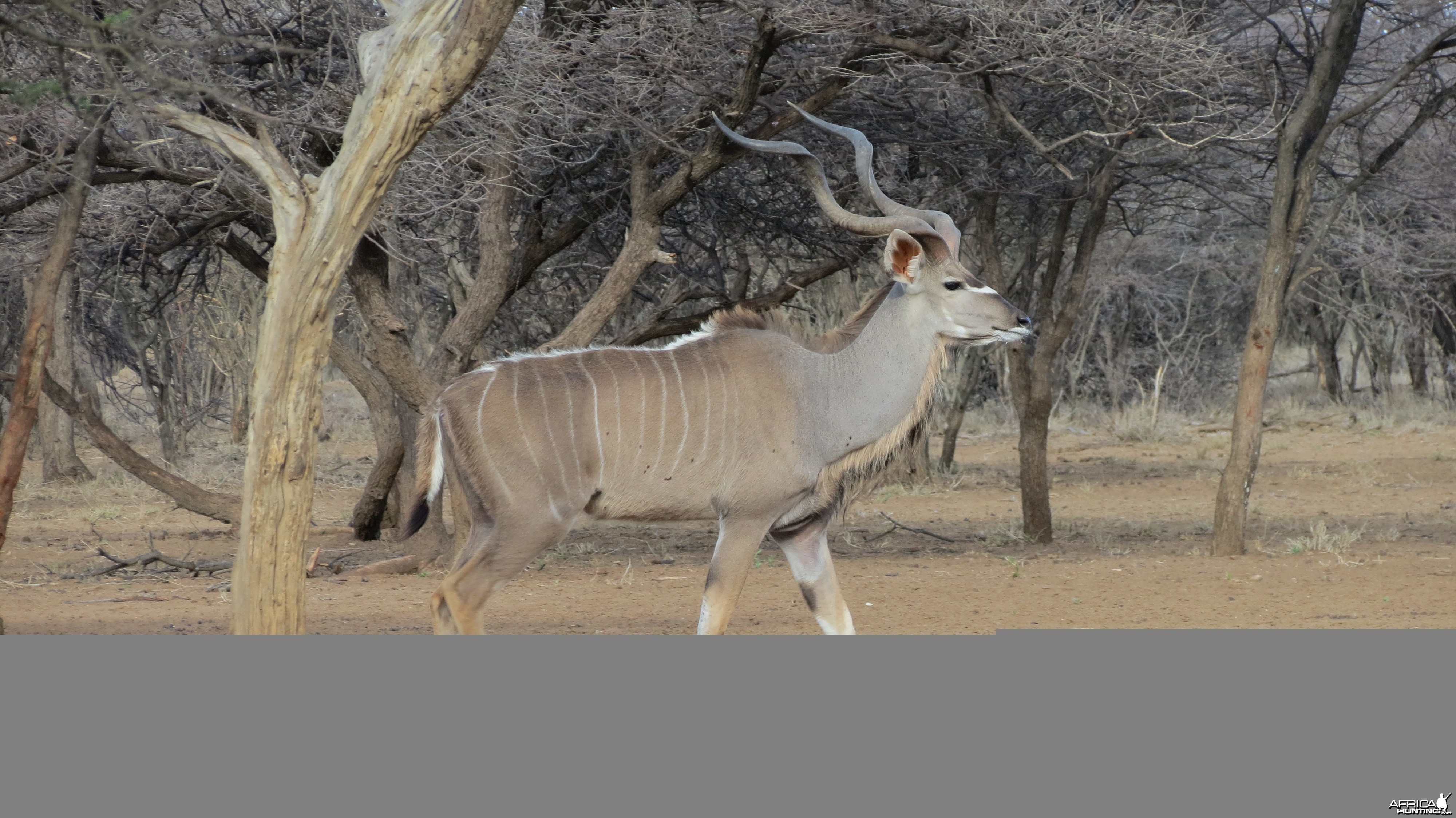 Greater Kudu Namibia