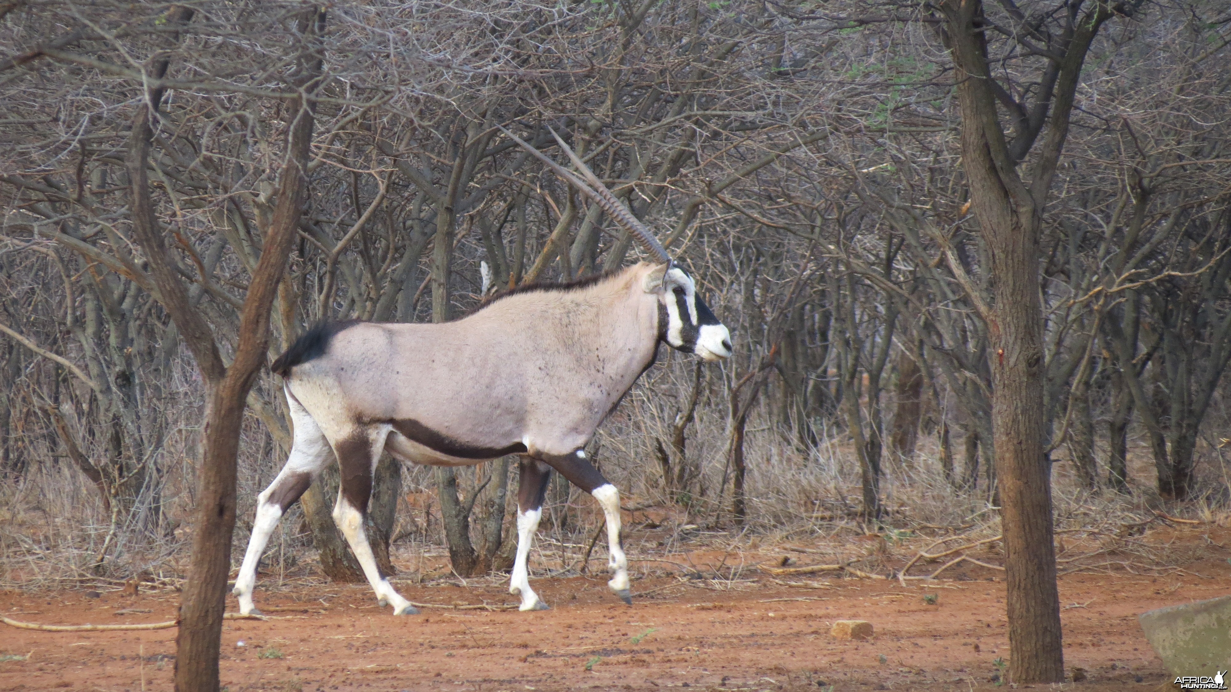 Gemsbok Namibia