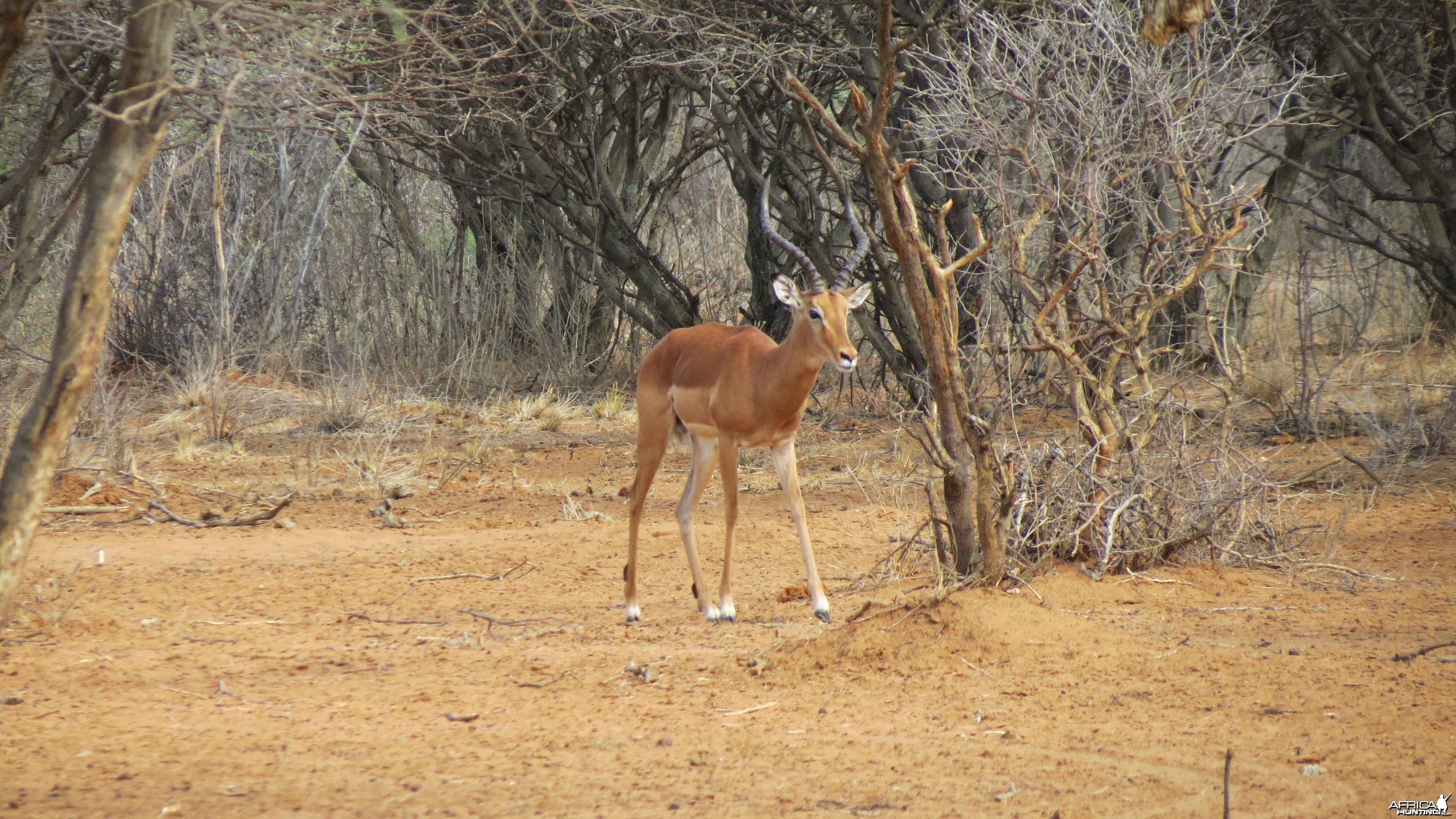 Impala Namibia