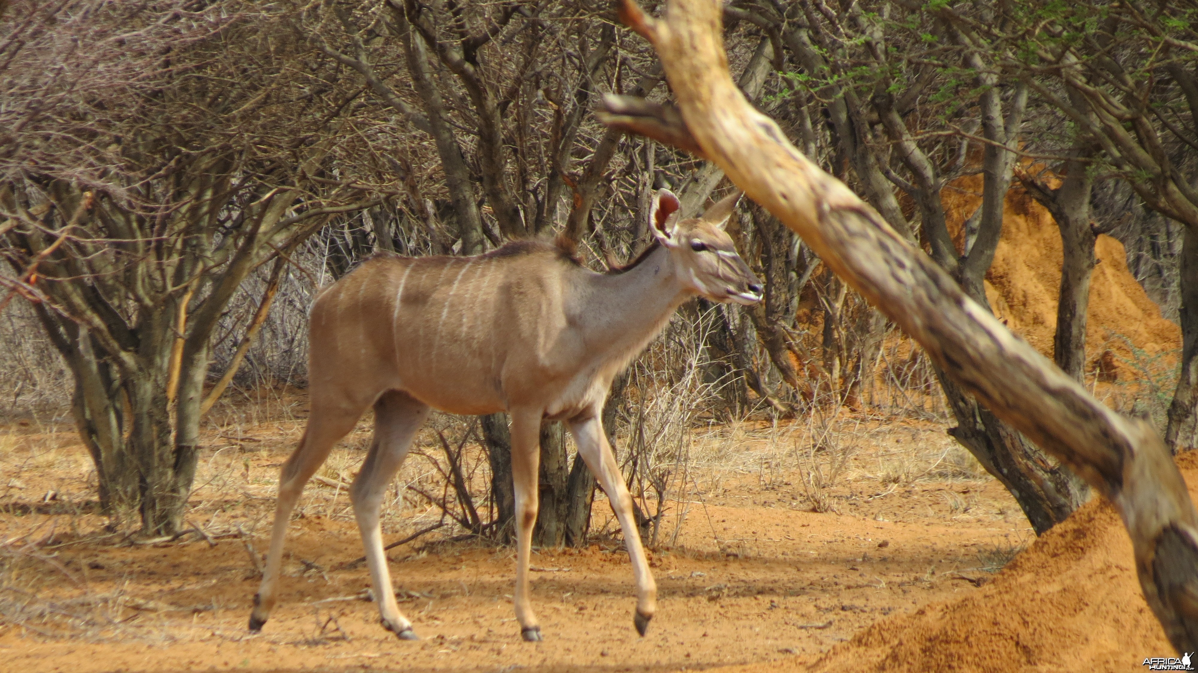 Greater Kudu Namibia