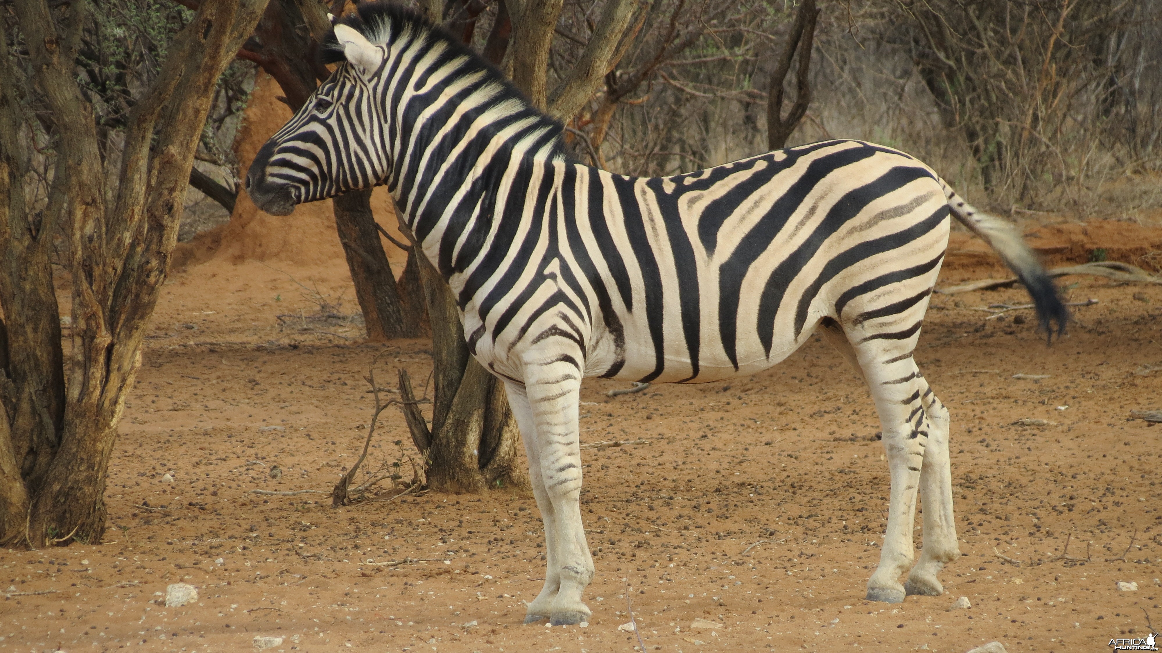 Zebra Namibia