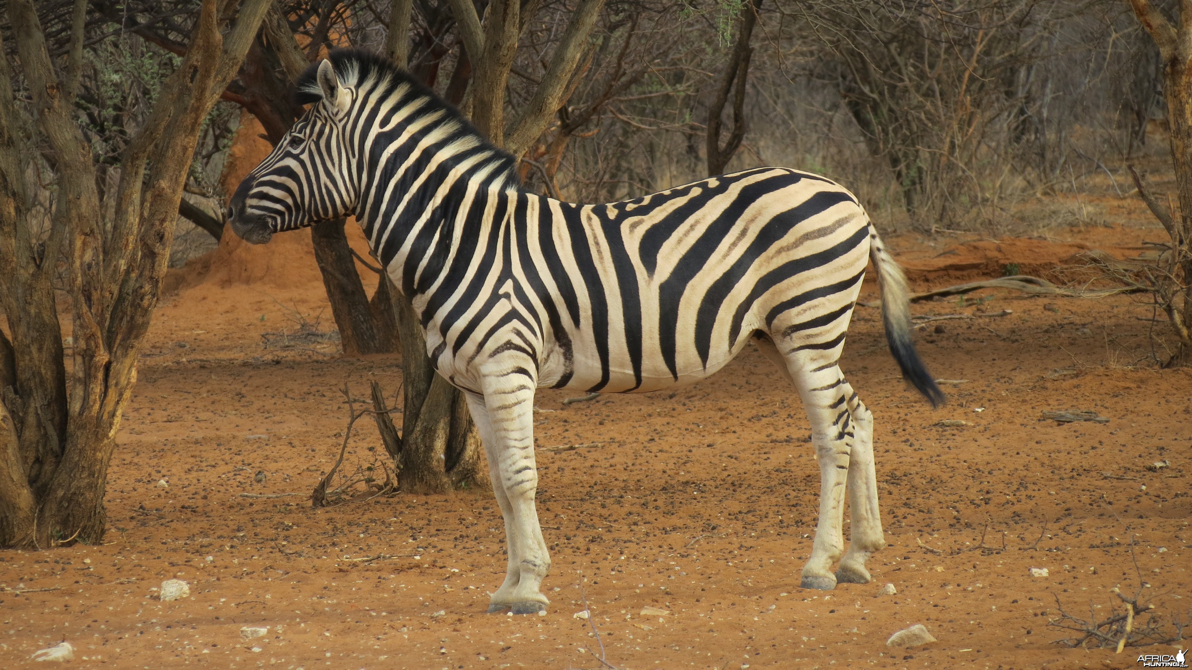 Zebra Namibia