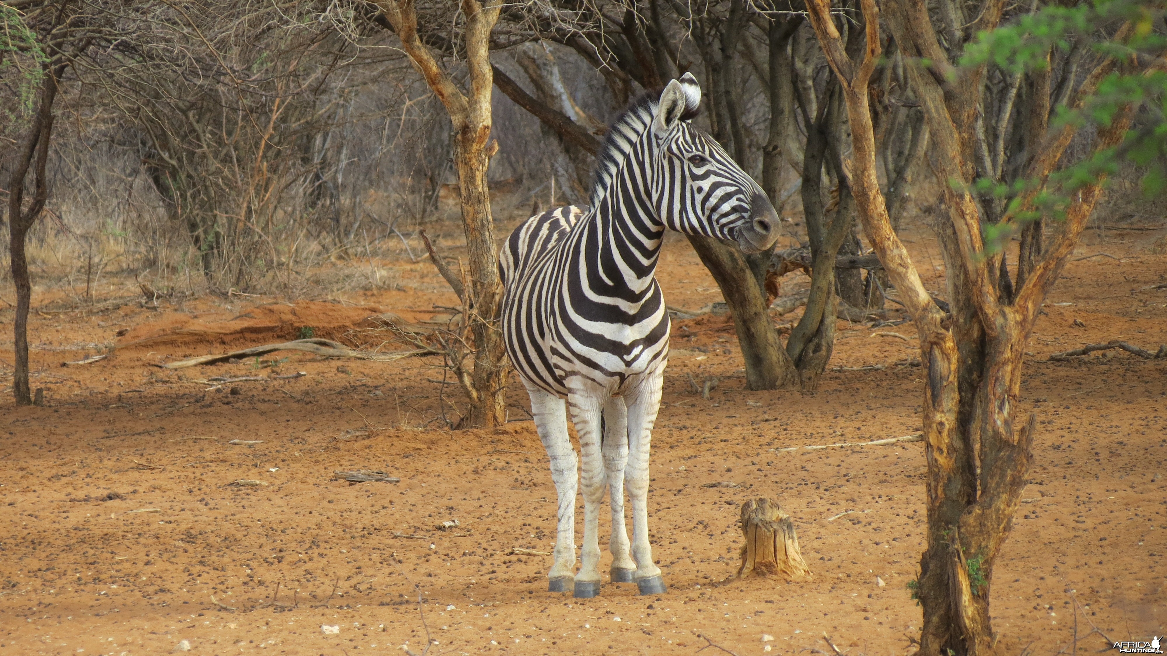 Zebra Namibia