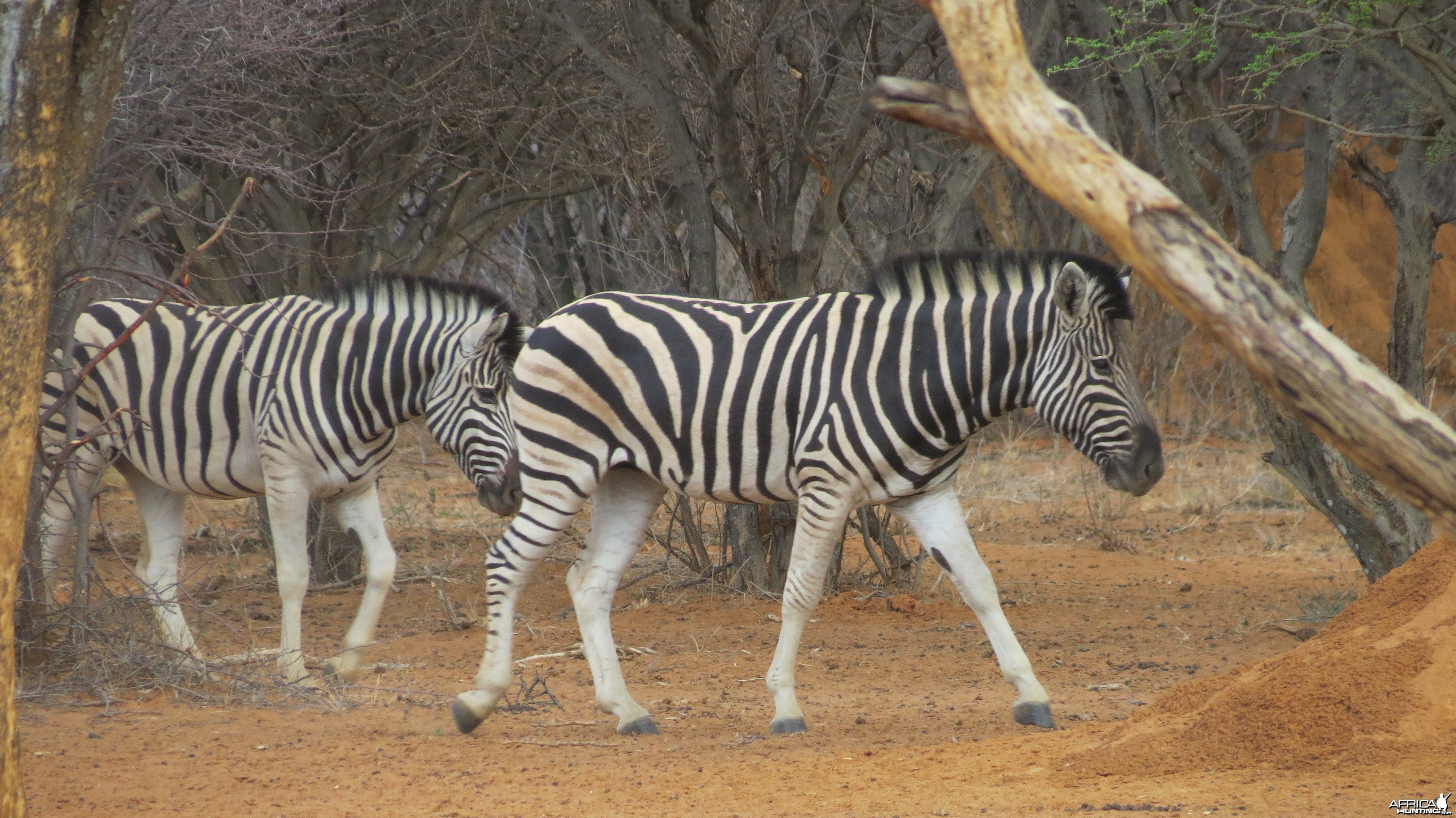 Zebra Namibia