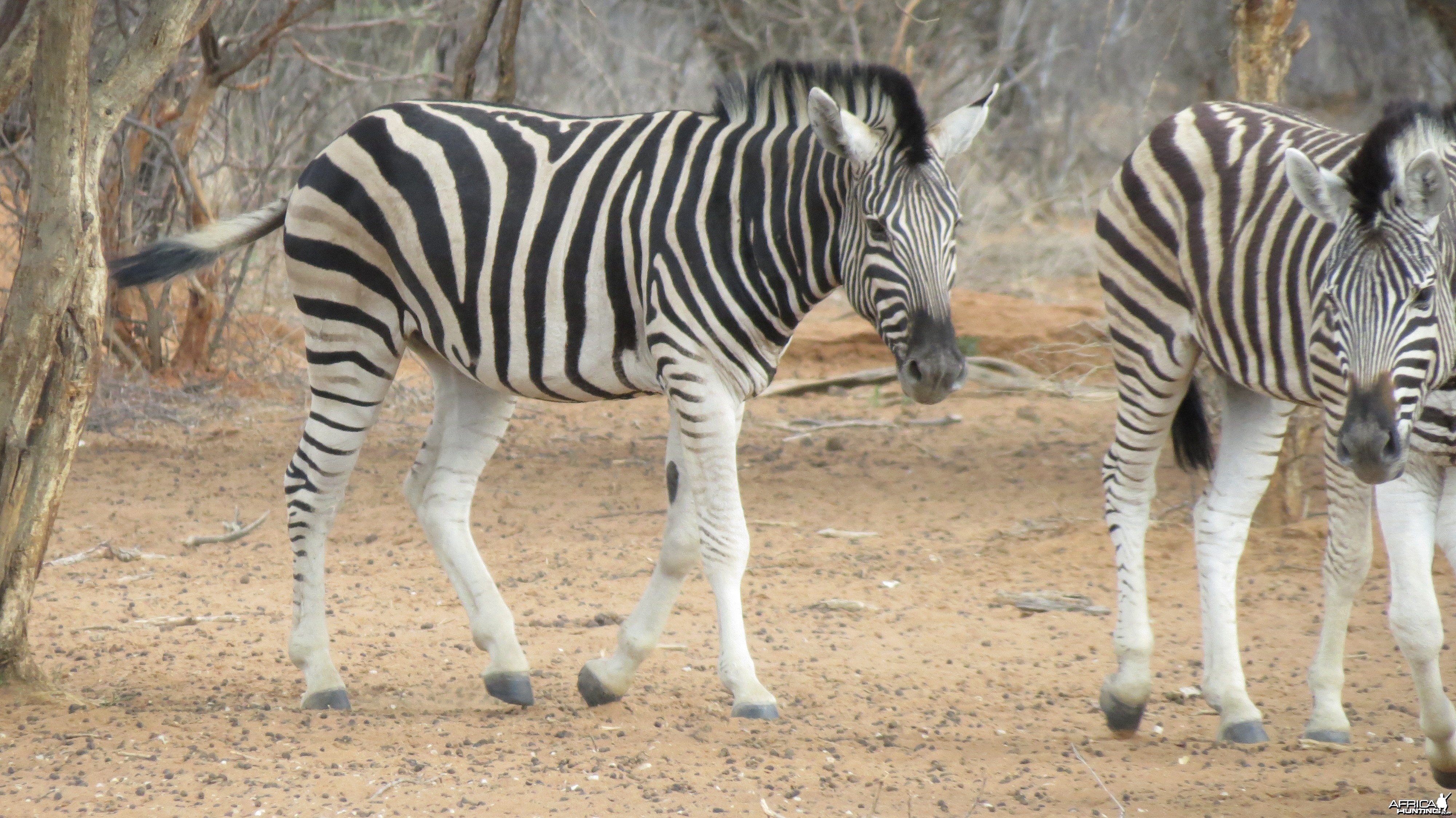 Zebra Namibia