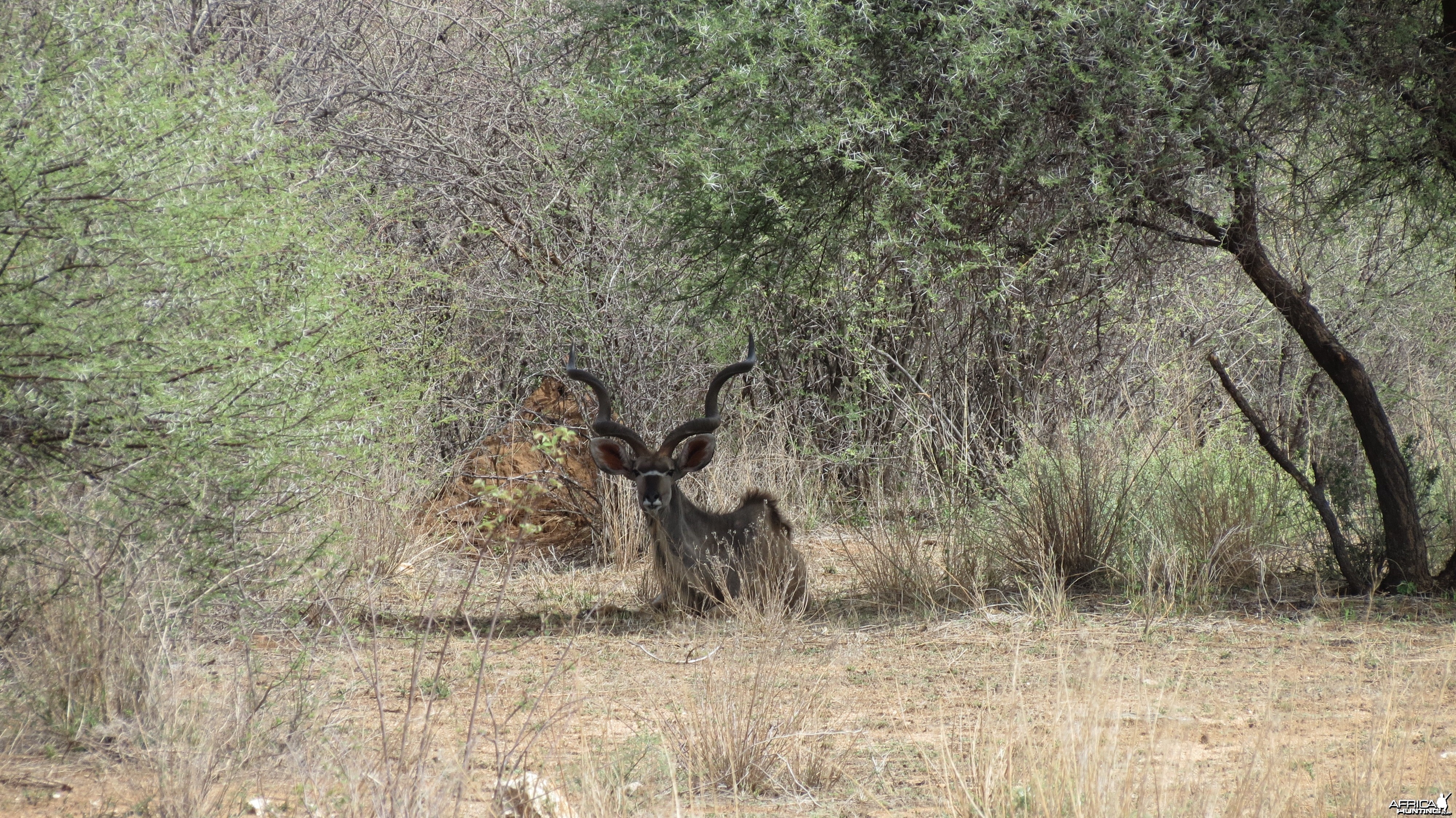 Greater Kudu Namibia