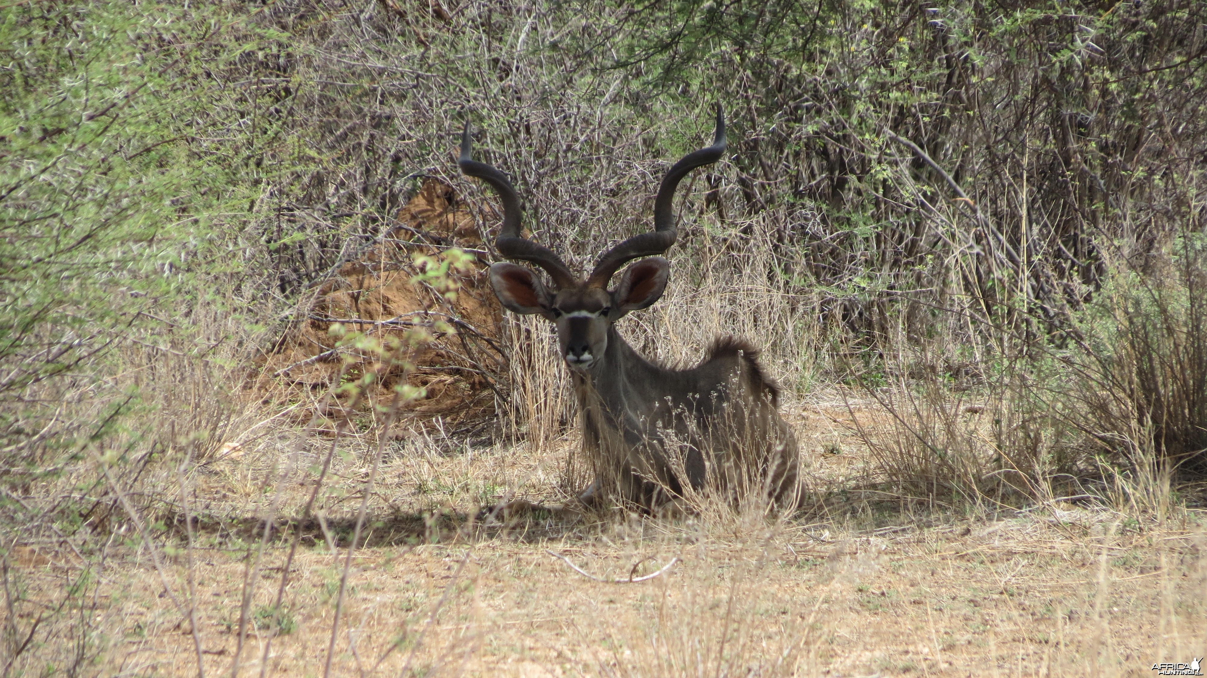 Greater Kudu Namibia