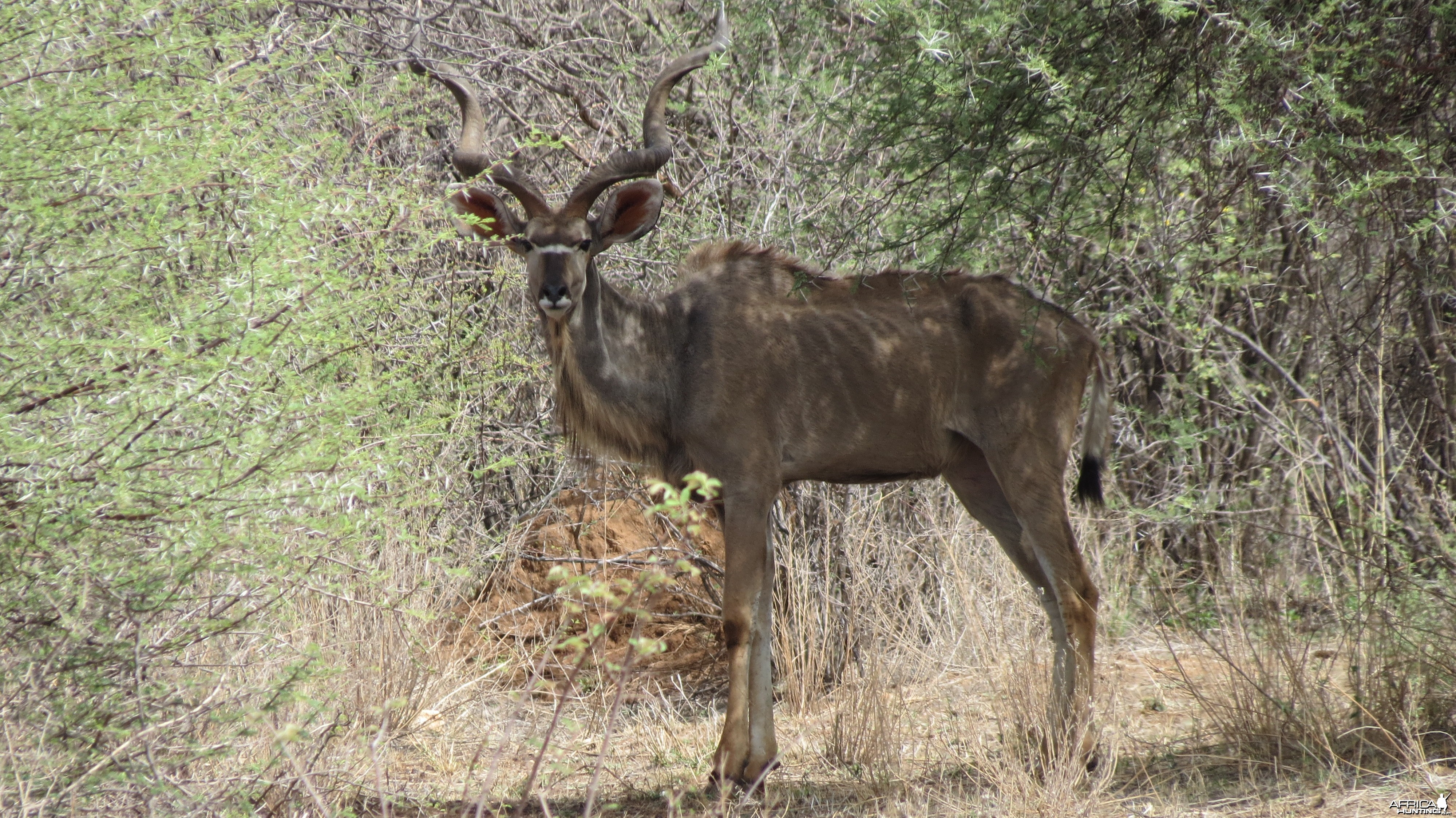 Greater Kudu Namibia