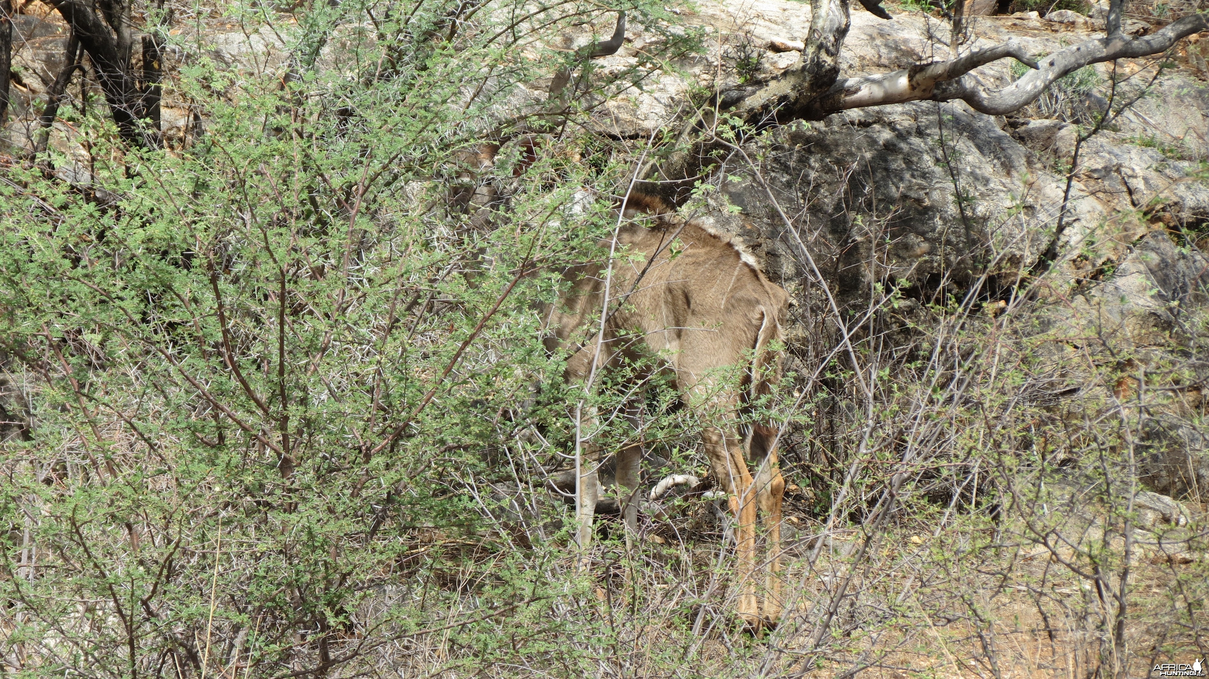 Greater Kudu Namibia