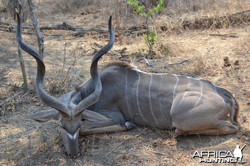 Kudu