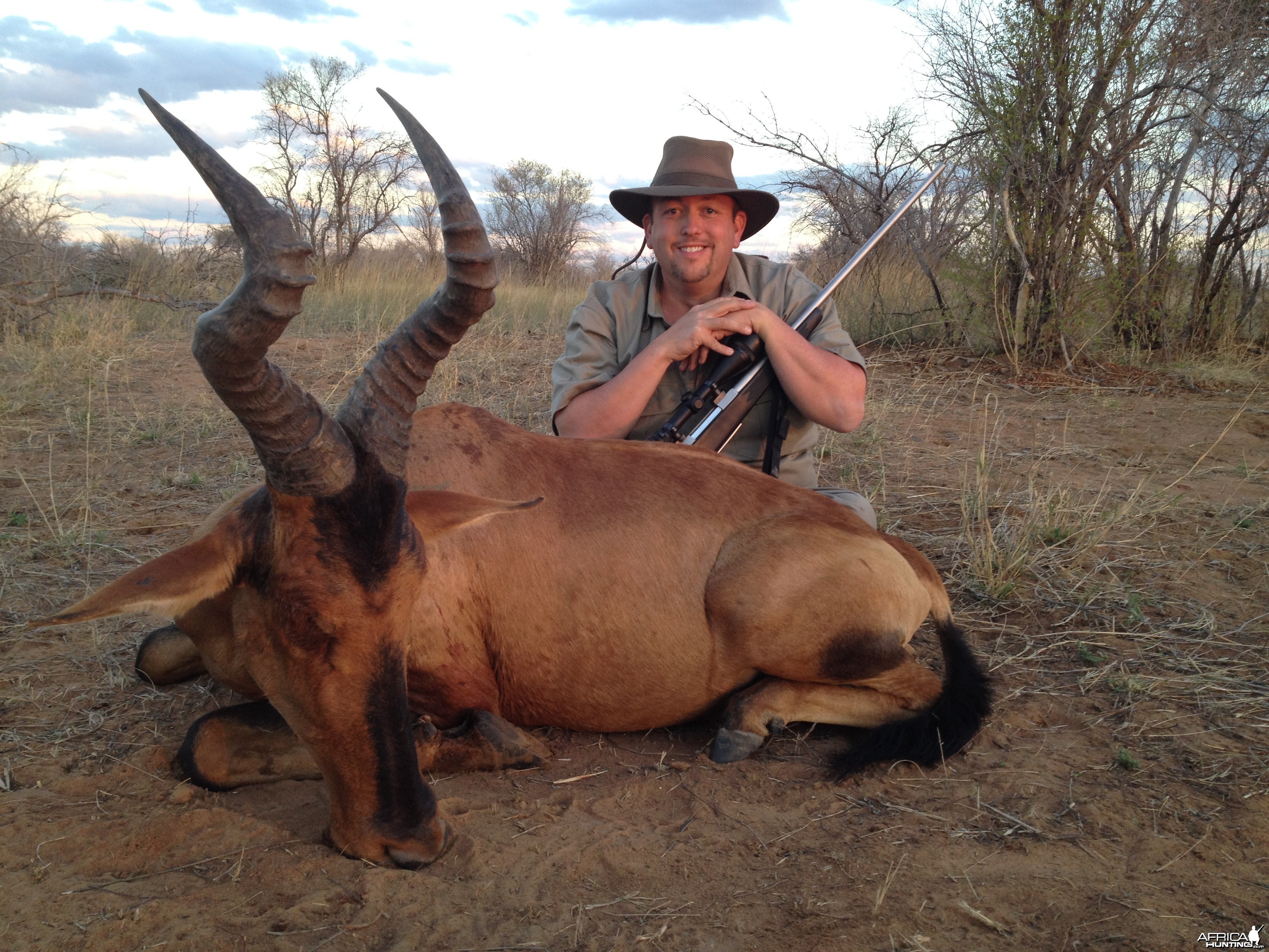 Red Hartebeest