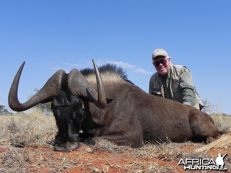 Black Wildebeest hunt with Wintershoek Johnny Vivier Safaris