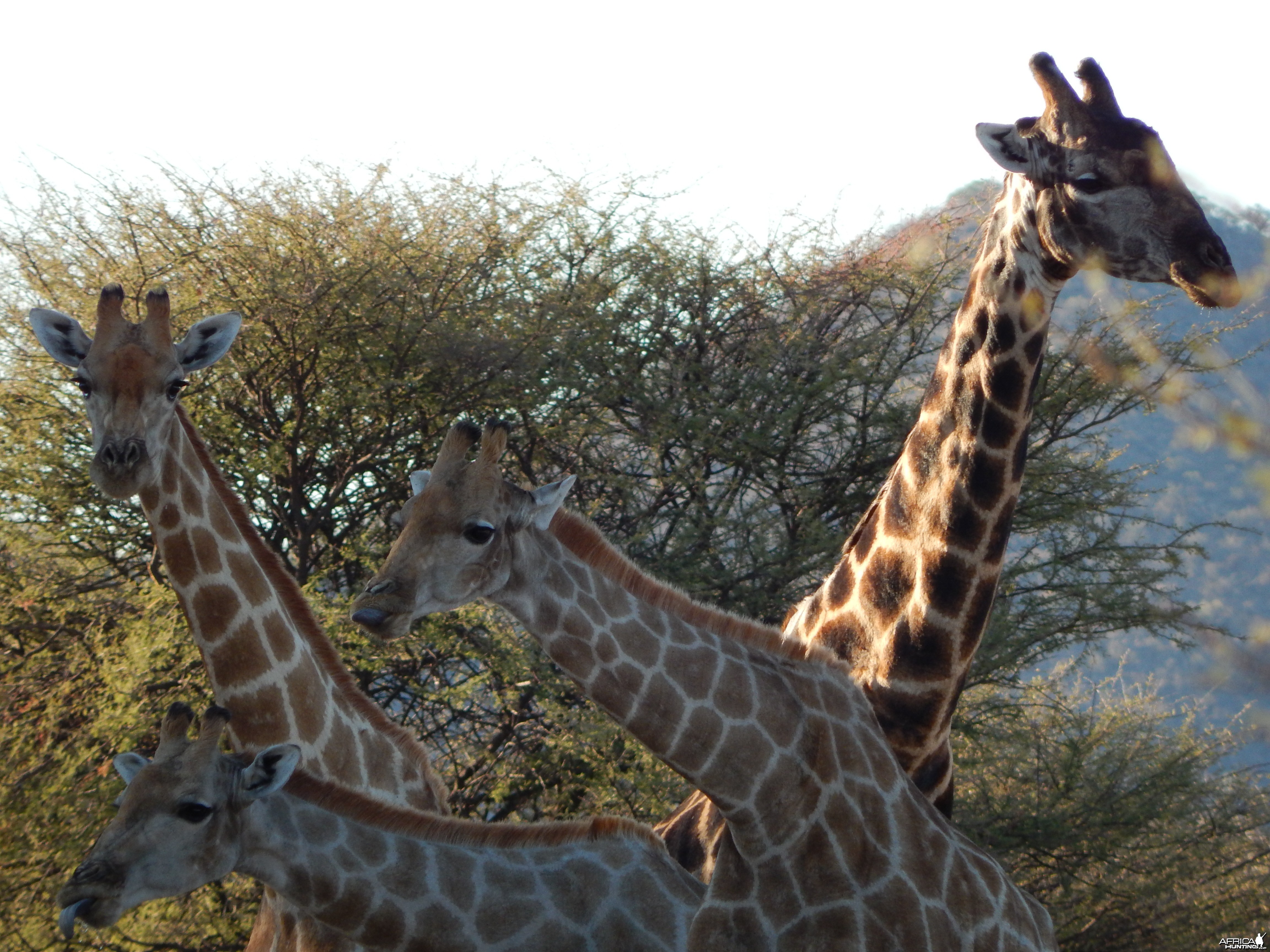 Giraffe Namibia